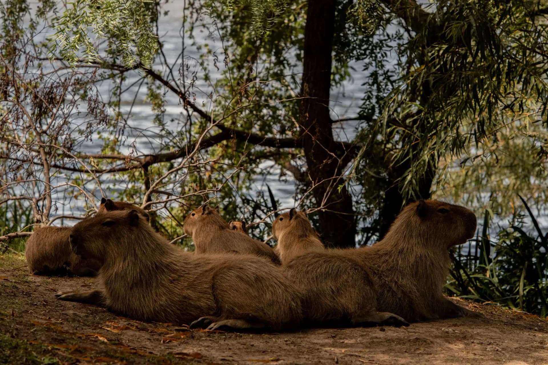Una familia de capibaras cerca de un lago en Nordelta, un barrio privado al norte de Buenos Aires.Credit...
