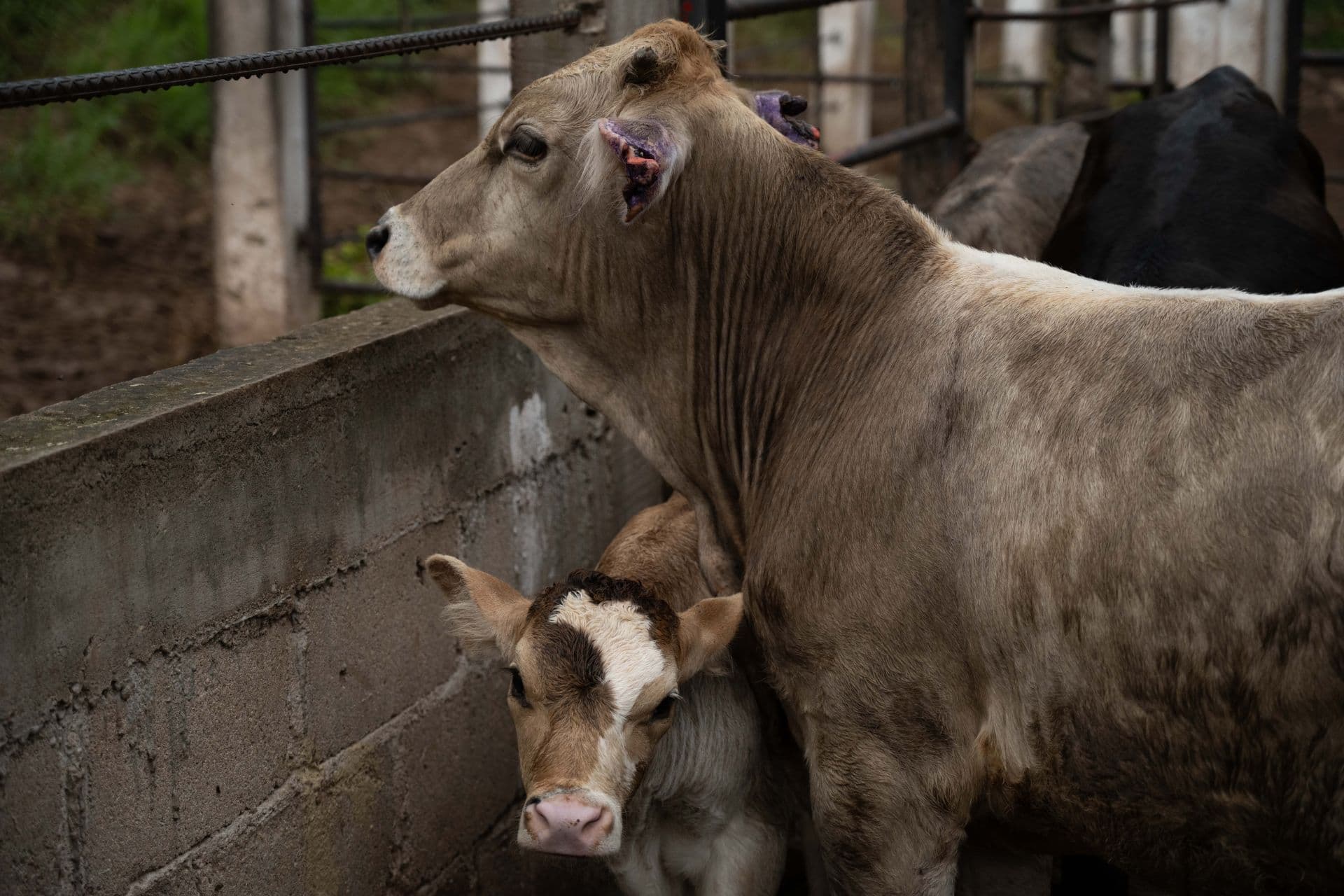 Las larvas se introducen en los tejidos vivos de los animales. Foto: Cuartobscuro