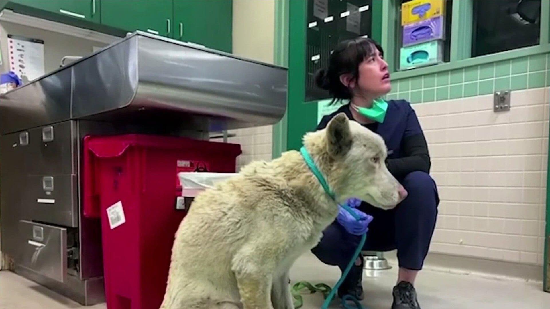FOTO: Animales Víctimas de los Incendios Forestales en California