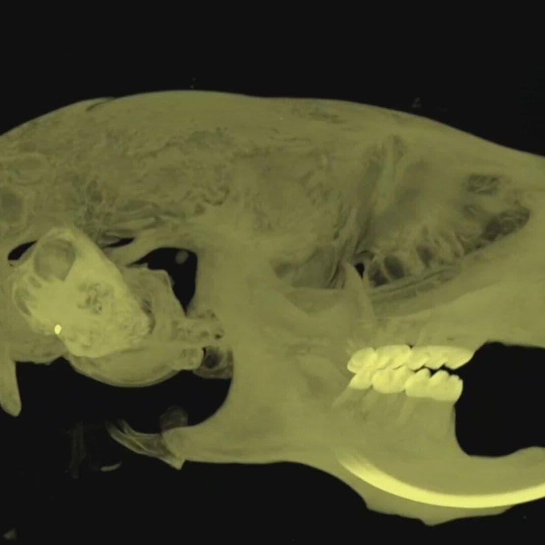 FOTO: Atlas en 3D de un Ratón Permitirá Estudiar Trastornos Neurológicos