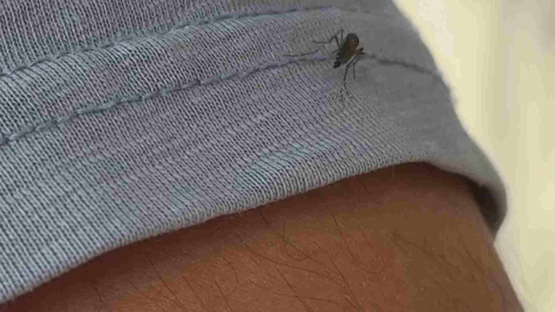 Aumenta el Número de Casos de Dengue en Veracruz; Suman Más de 600 Casos