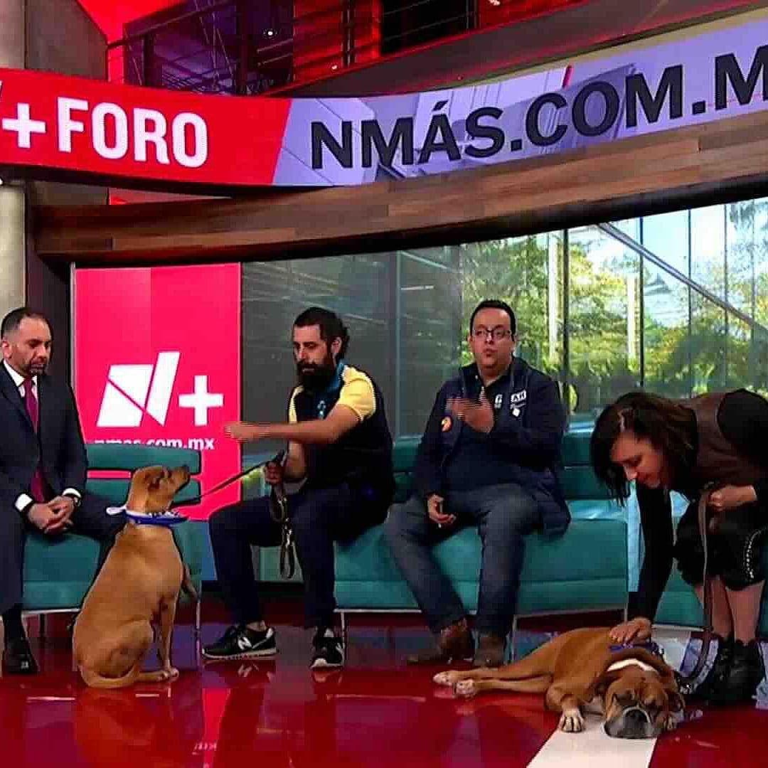 Foto | Adopción Responsable de Perros en México: Consejos de Expertos para un Nuevo Comienzo