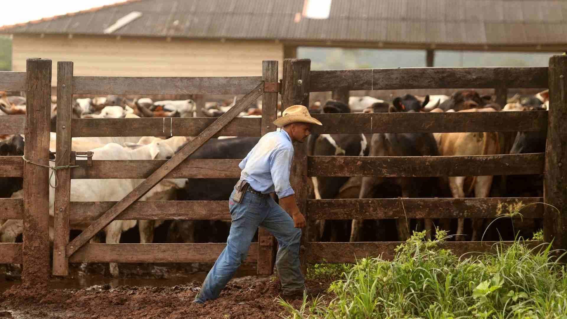 Foto: Anuncian Reapertura Gradual de Fronteras al Ganado Mexicano en EUA