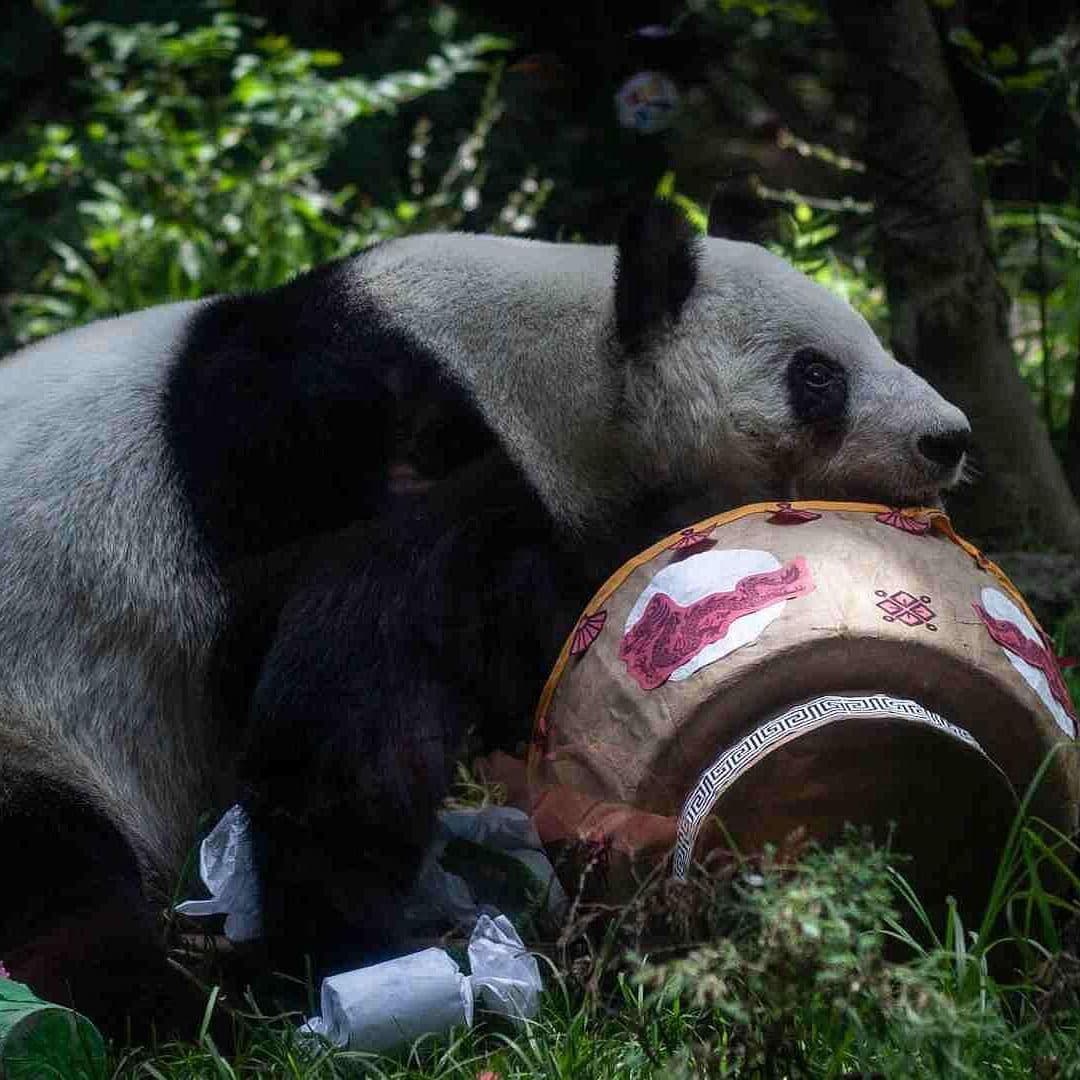 FOTO: Cumpleaños 35 Panda Xin Xin en el Zoológico de Chapultepec