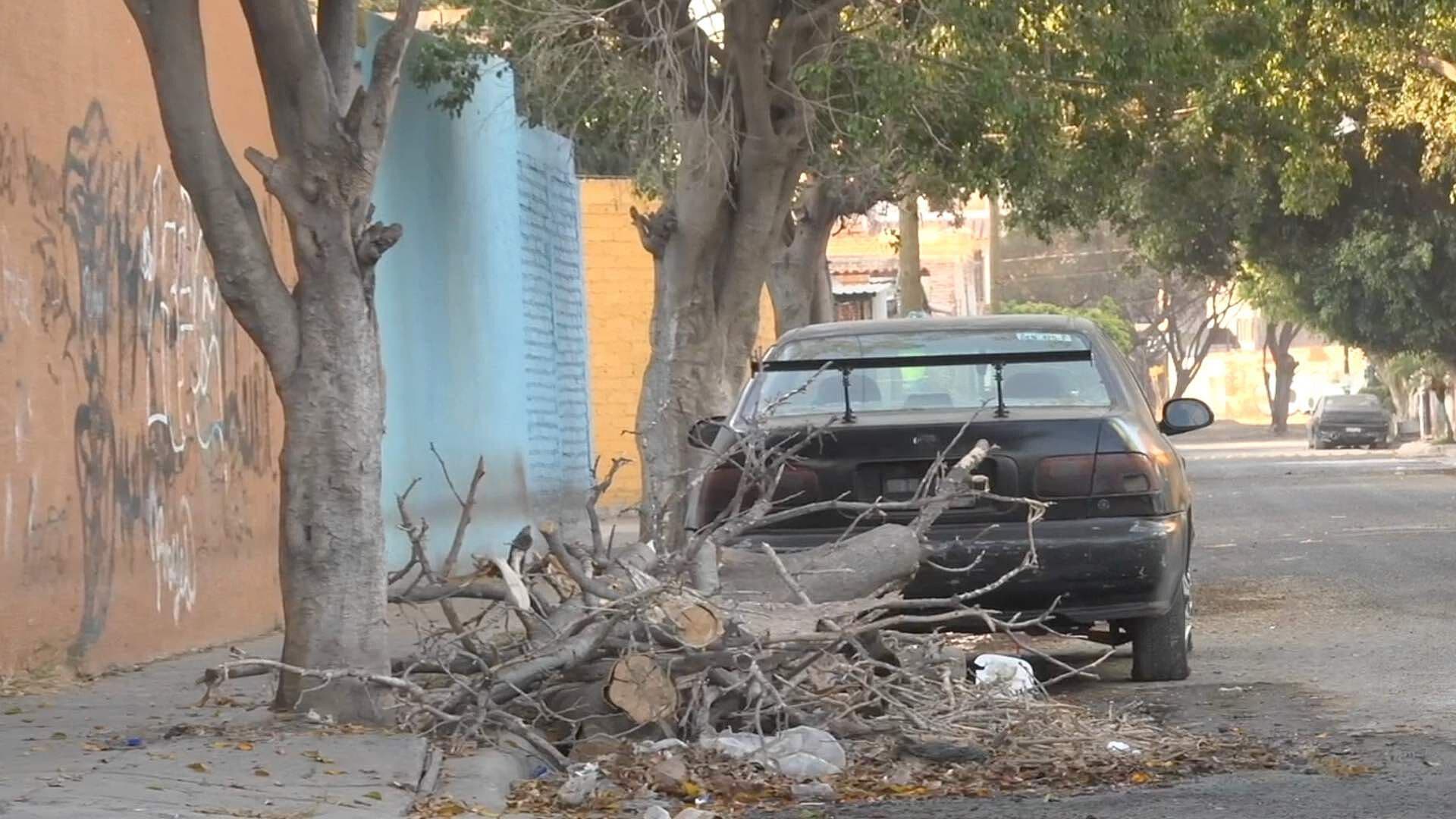 Se Cae Árbol y Autoridades Tardan Varias Semanas en Recogerlo en Villas de San Juan