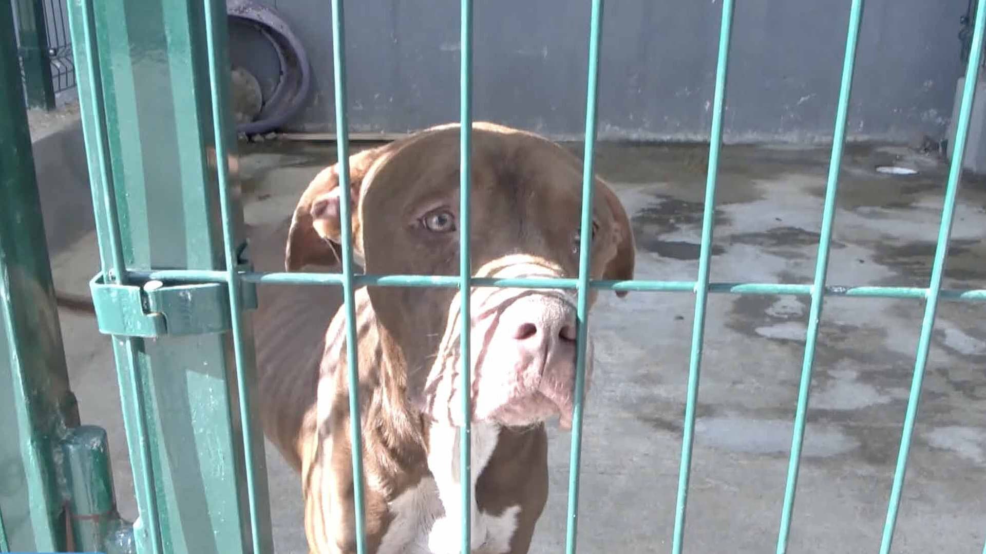 Autoridades Rescatan a Perro Pitbull por Presunto Maltrato Animal en Tampico