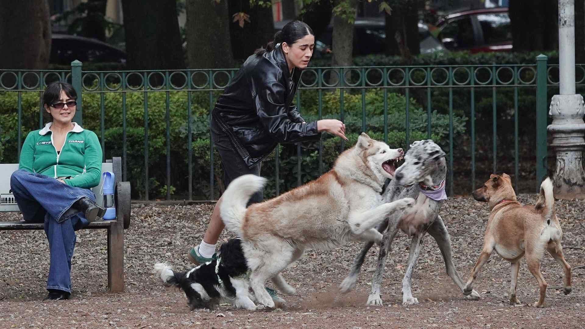 De "Mejor Amigo" a Miembro de la Familia: El Auge del Gasto en Mascotas en México