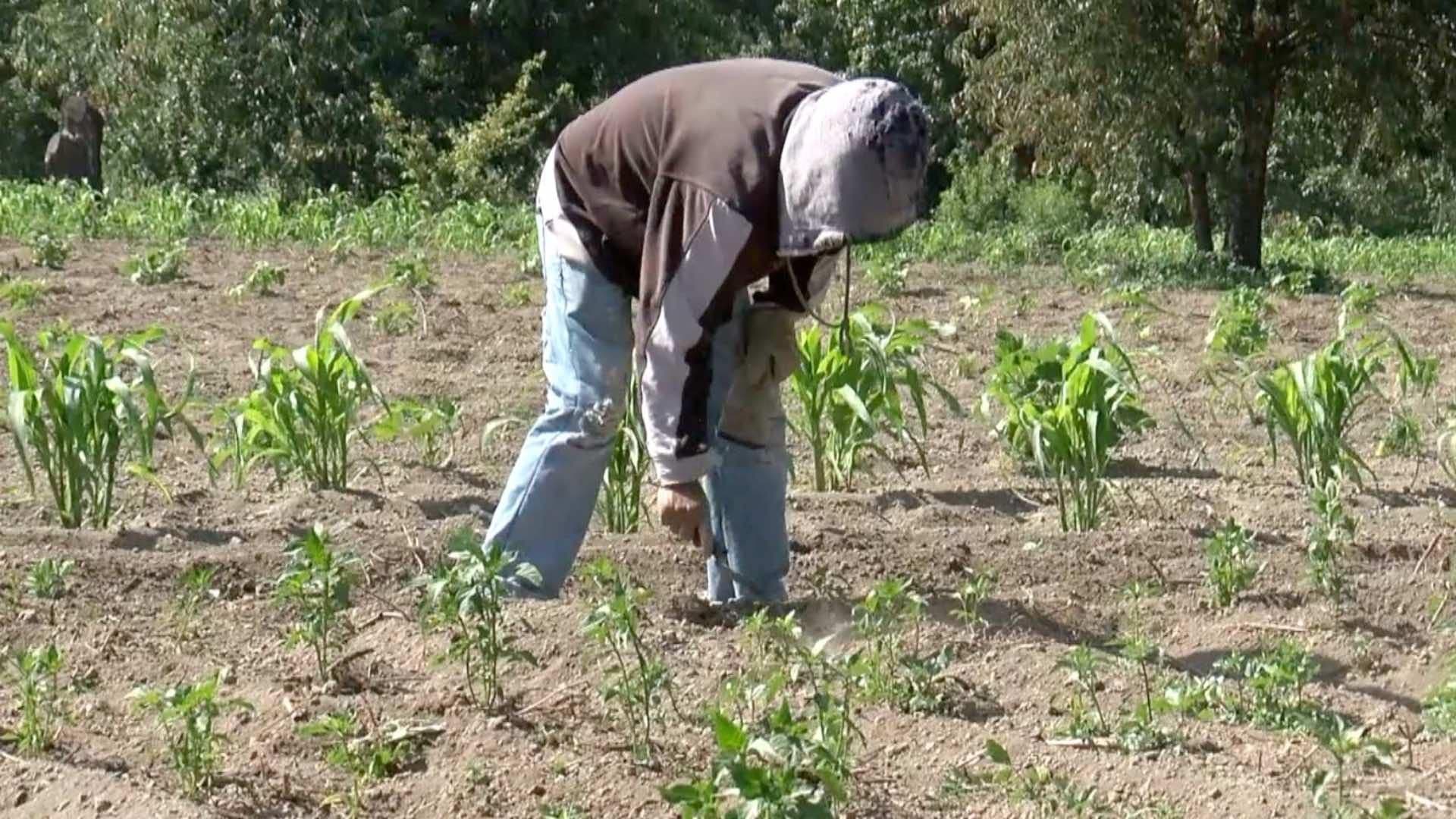 USA Estudiará Posible Explotación Laboral Contra Migrantes