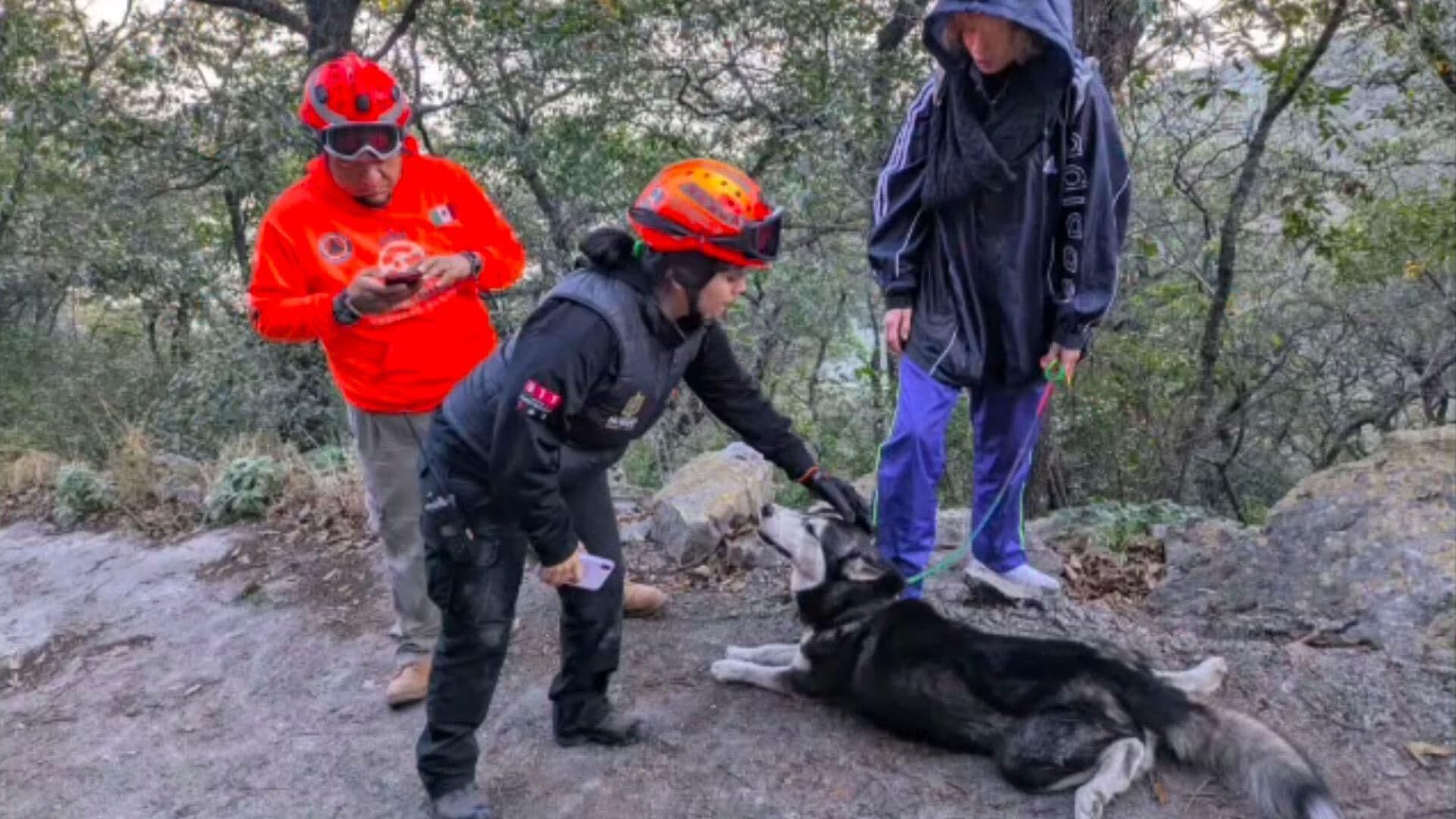 Perrito Husky Es Rescatado en el Cerro de la Silla; Subió Asustado por Pirotecnia