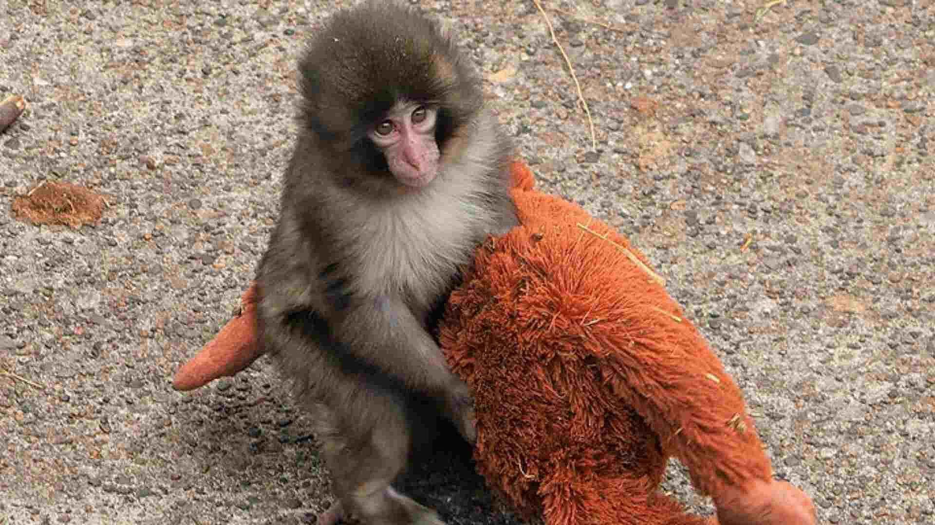 VIDEO: Monito Adopta un Peluche tras Ser Abandonado por su Madre