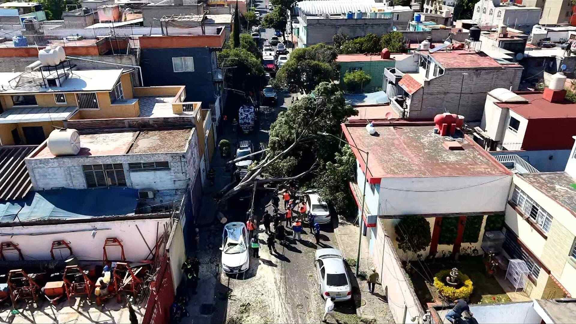 Enorme Árbol Cae y Aplasta 5 Autos en la Colonia Agrícola Oriental en Iztacalco