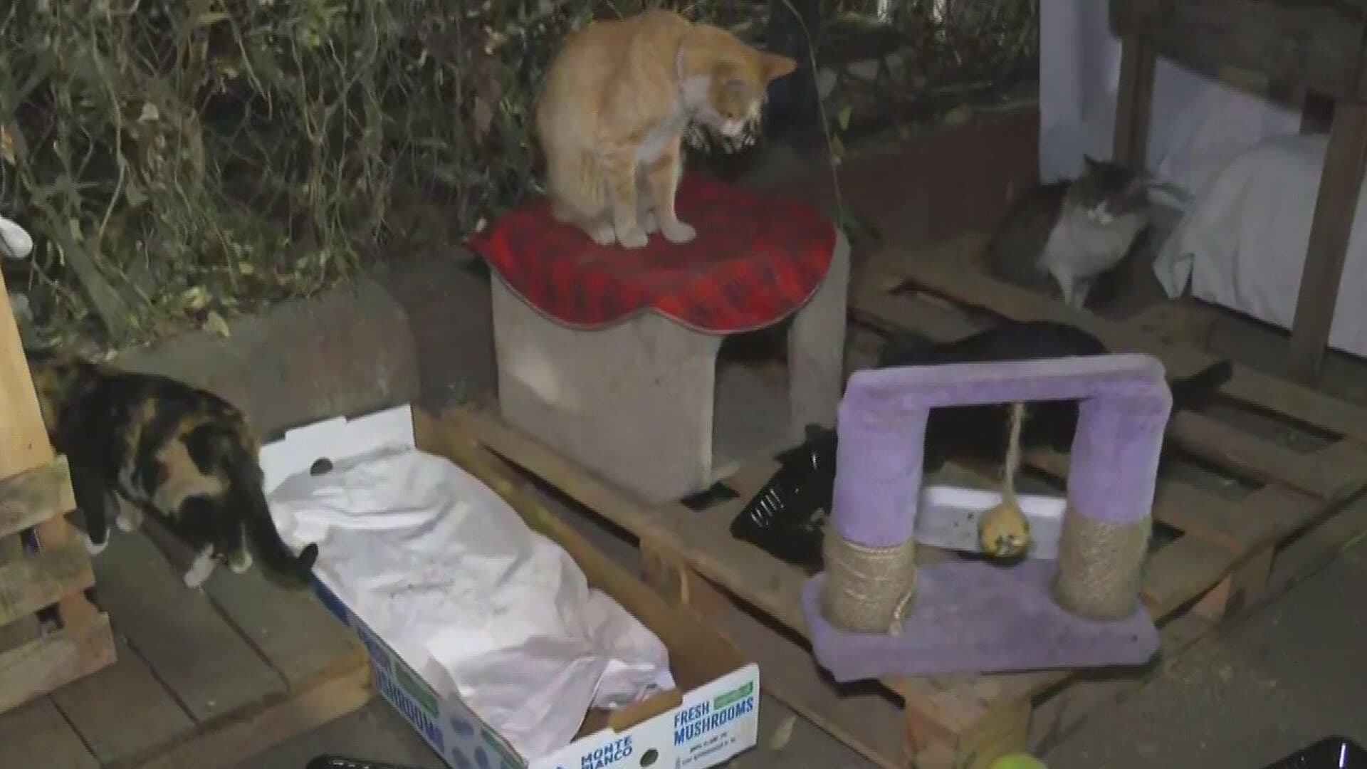 Vecinos Reportan Perros sin Correa que Atacaron Espacio para Gatos en la GAM, CDMX