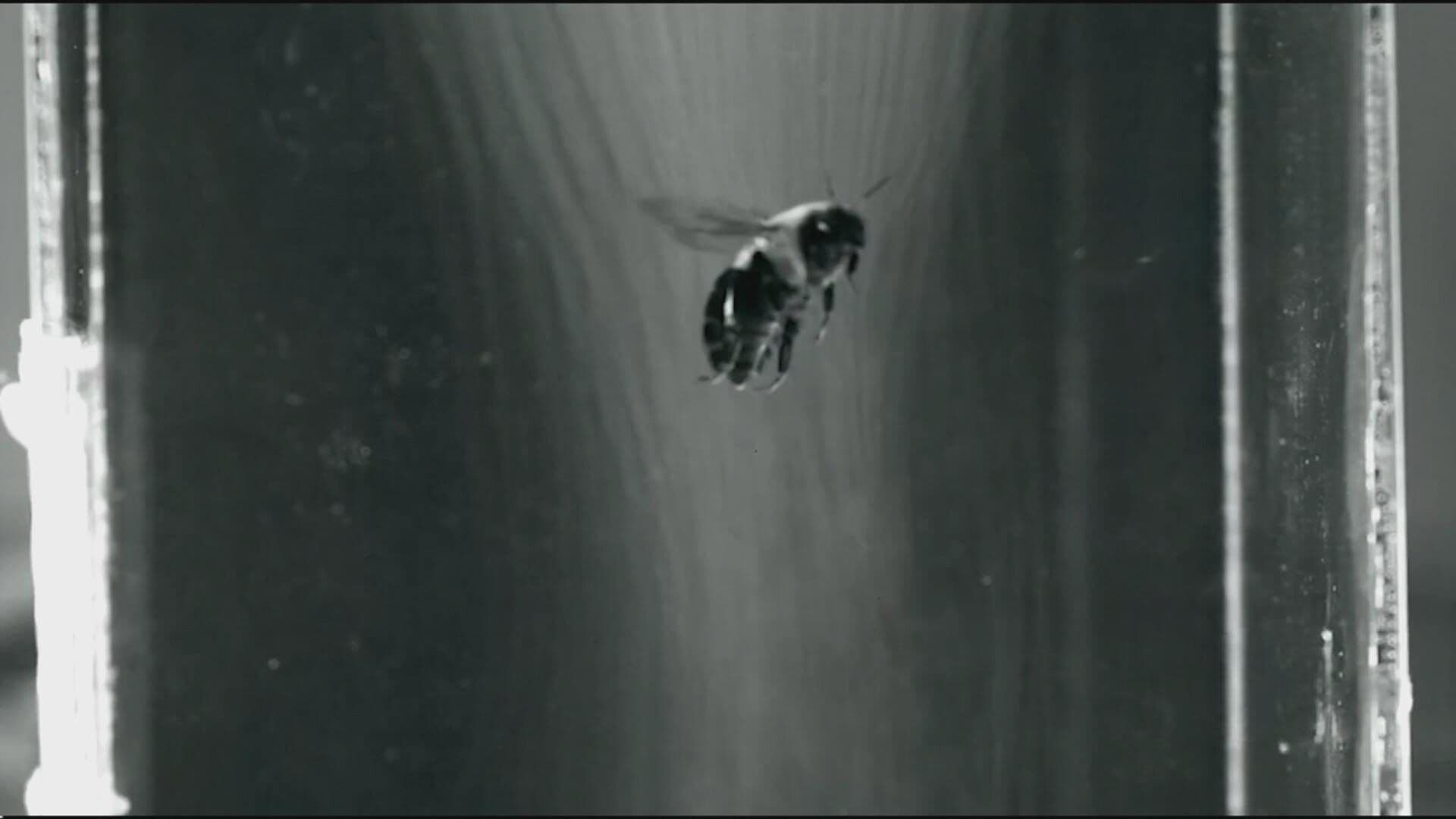 Fisiólogos de la Universidad de Wyoming Hallan Sistema de Enfriamiento de los Abejorros