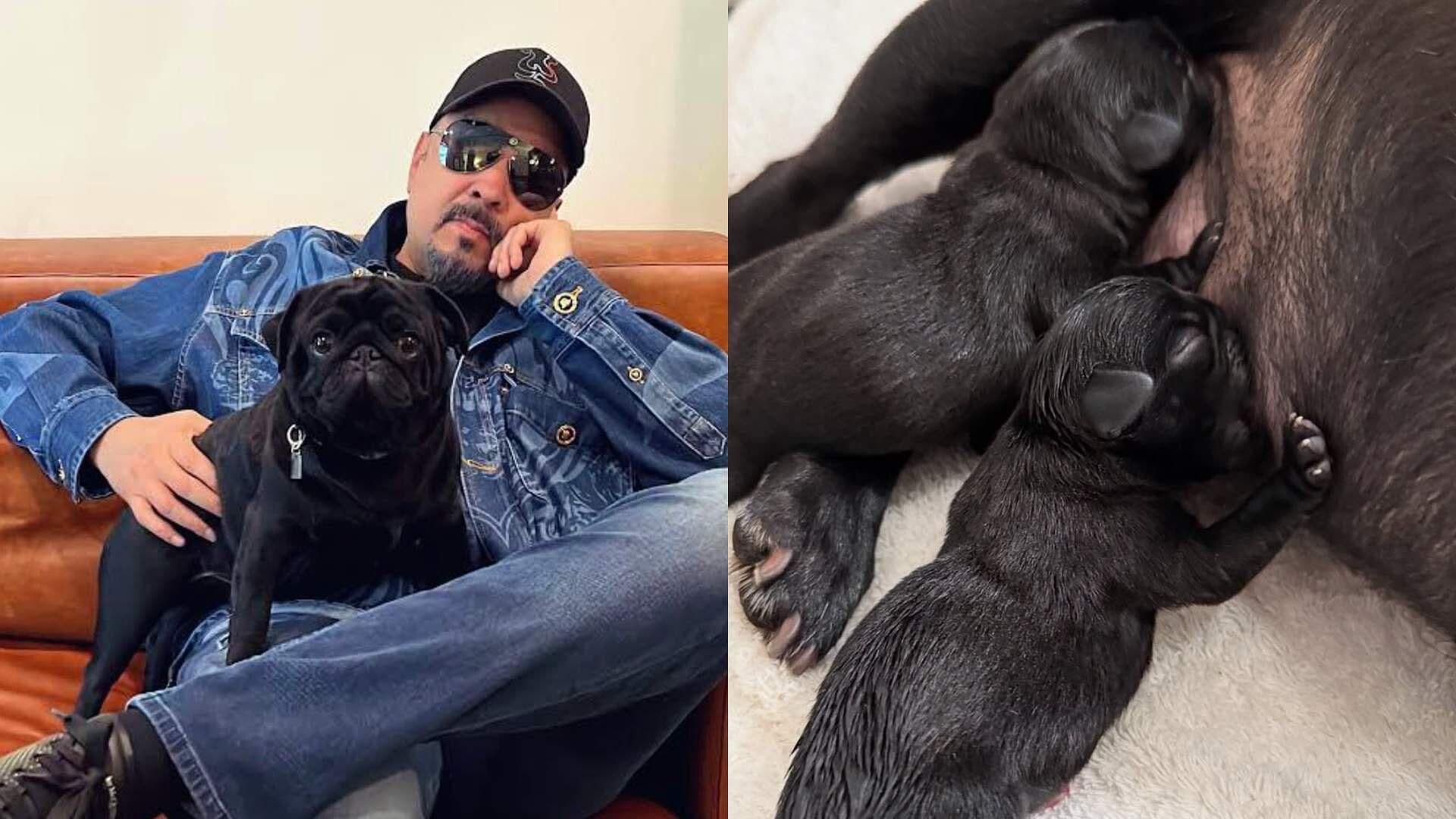 ¡Pepe Aguilar es Abuelo! Su Perrito Gordo se Convirtió en Papá