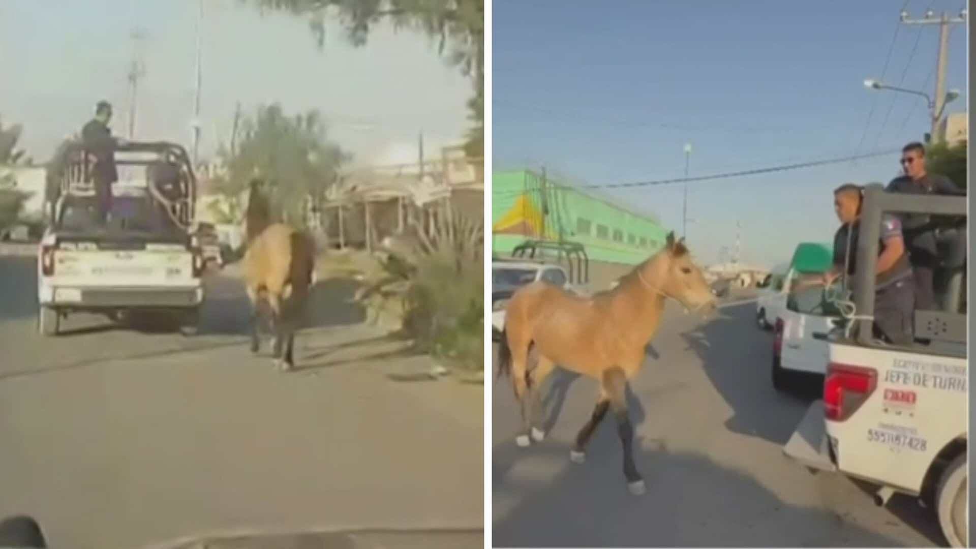 VIDEO: Policías de Ecatepec Rescatan a Caballo Deambulando en las Calles