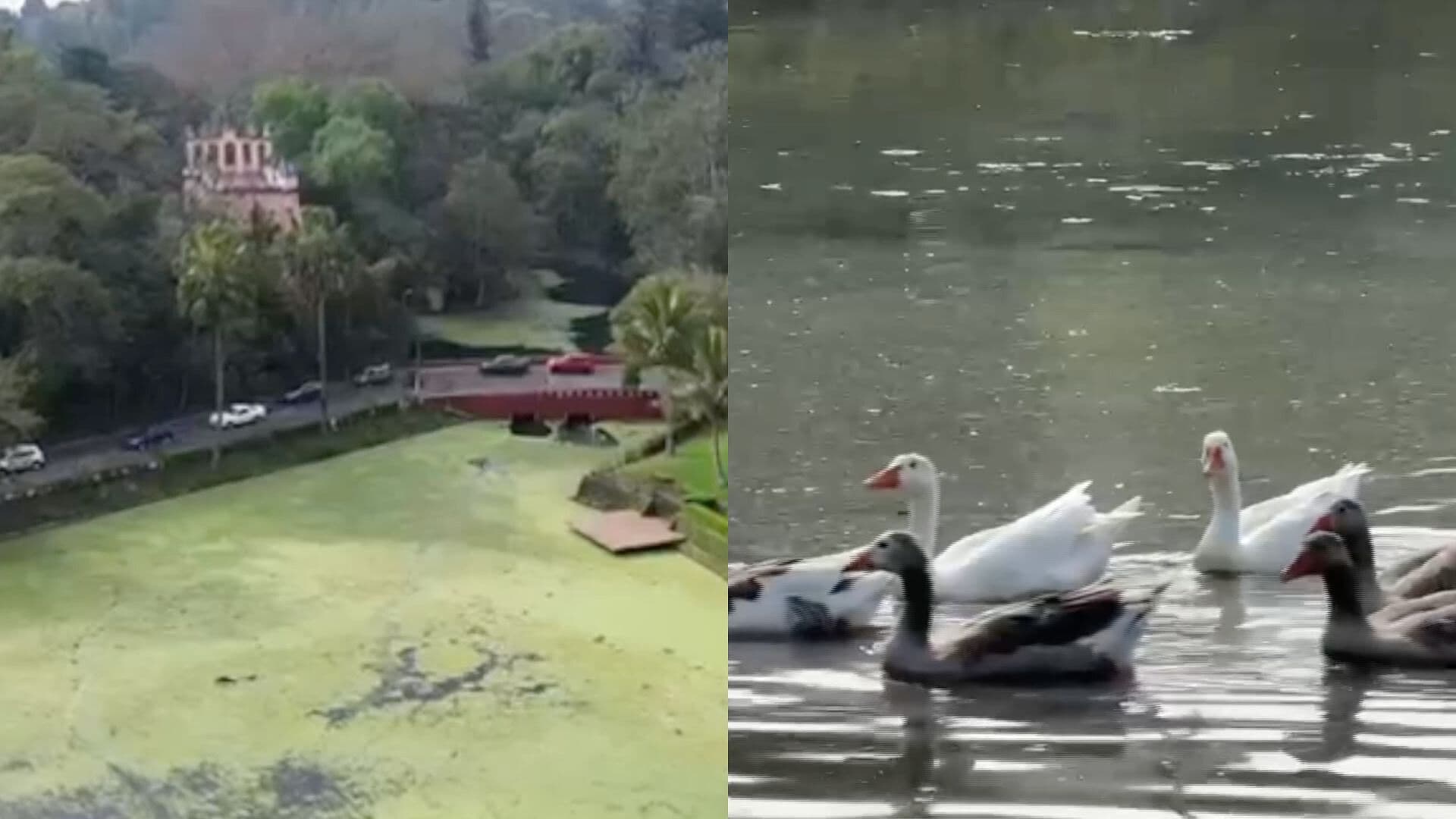 Lago de Las Ánimas en Xalapa Luce Contaminado