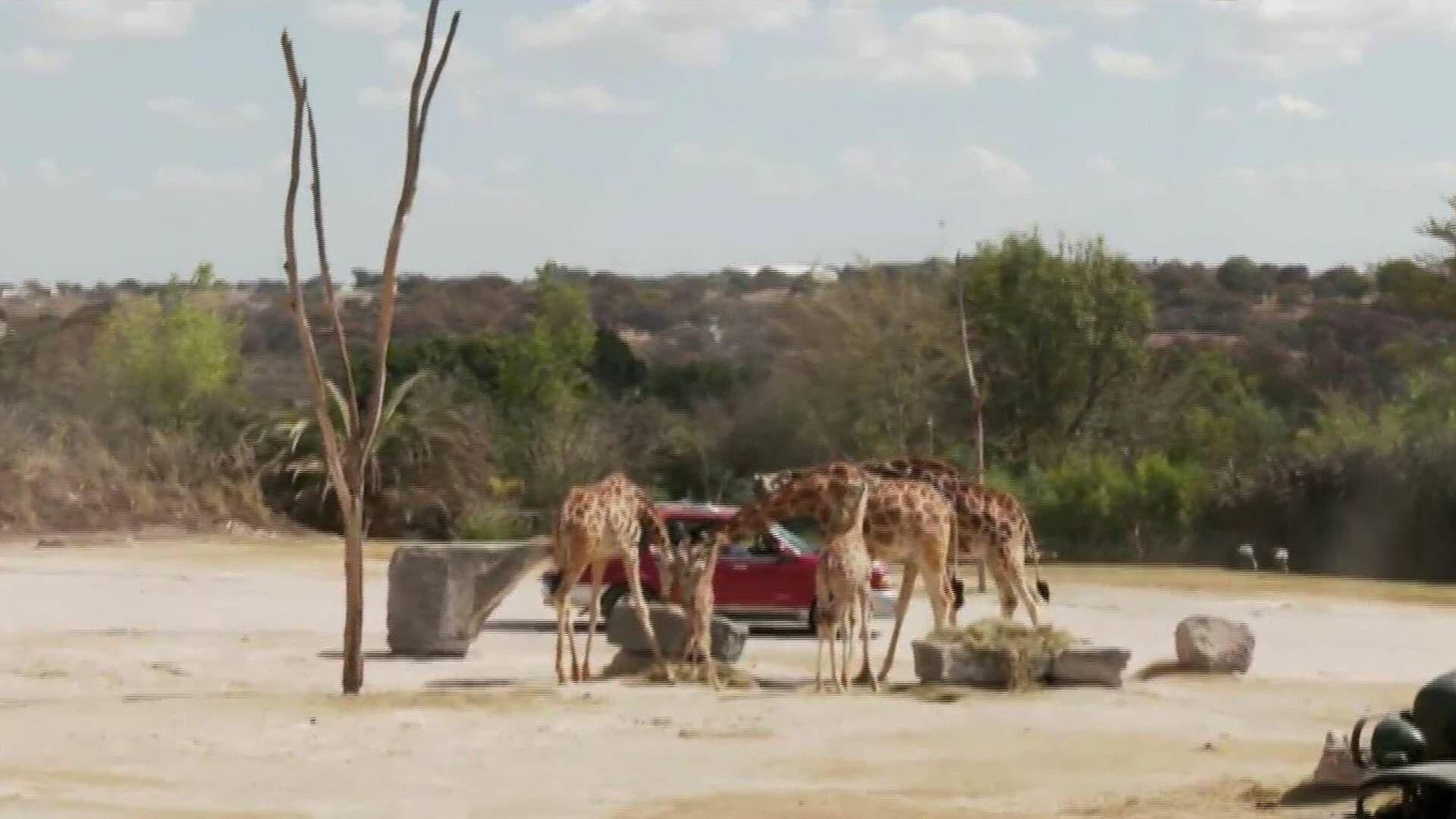 Esta es la Nueva Familia de la Jirafas Benito en Africam Safari