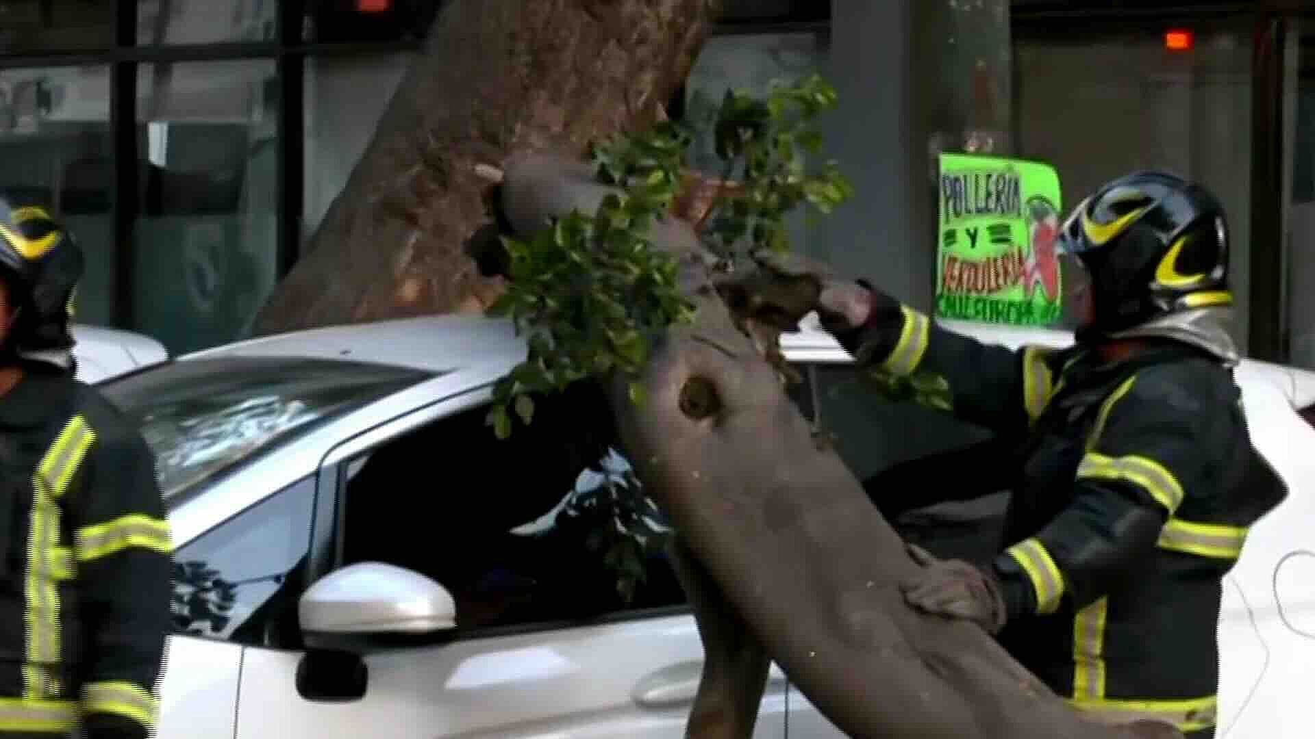 Cae Rama Sobre Automóvil en Calles de América y Pacífico en Coyoacán, CDMX