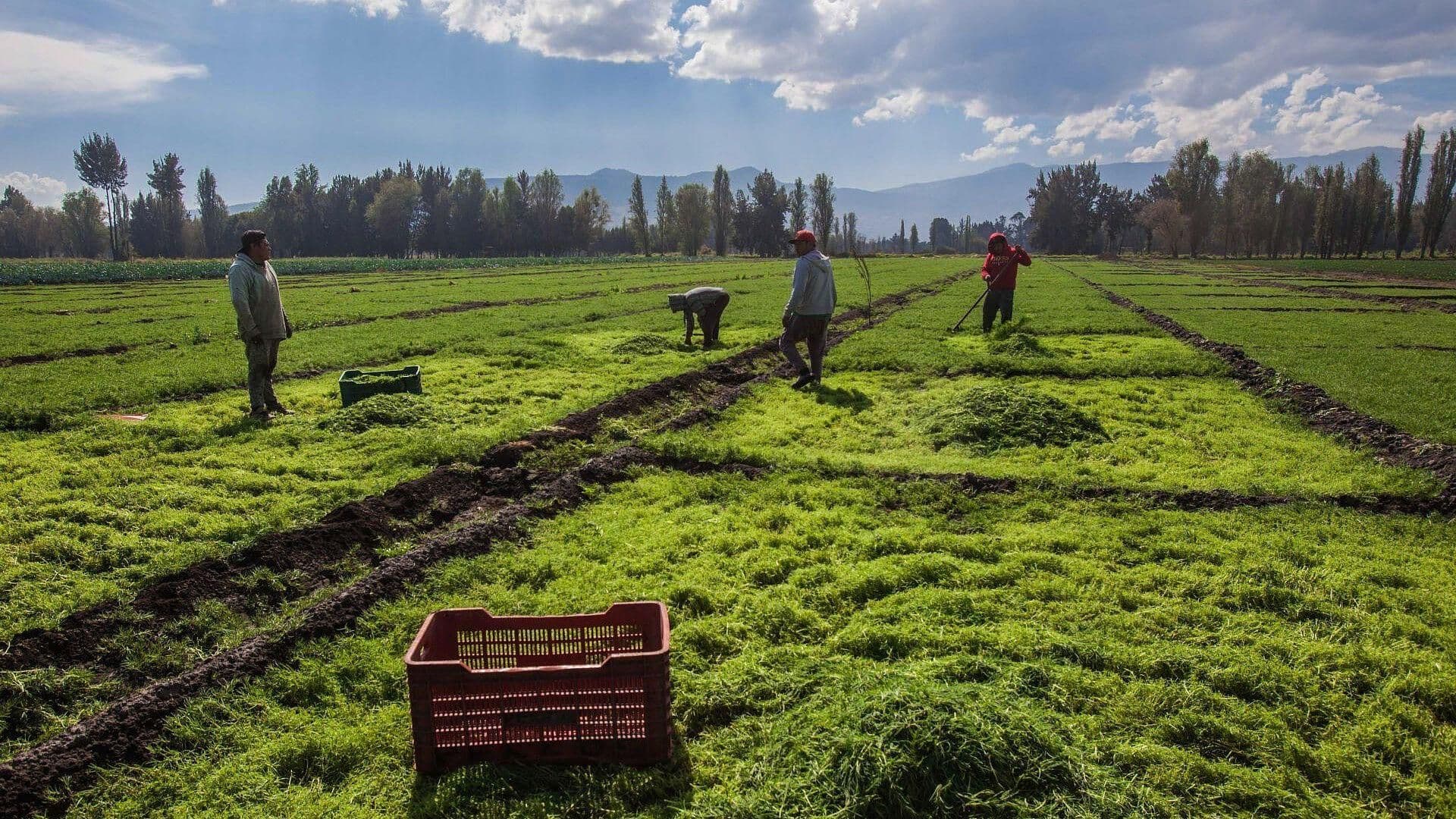 Romeritos, el Platillo Mexicano Típico de la Navidad