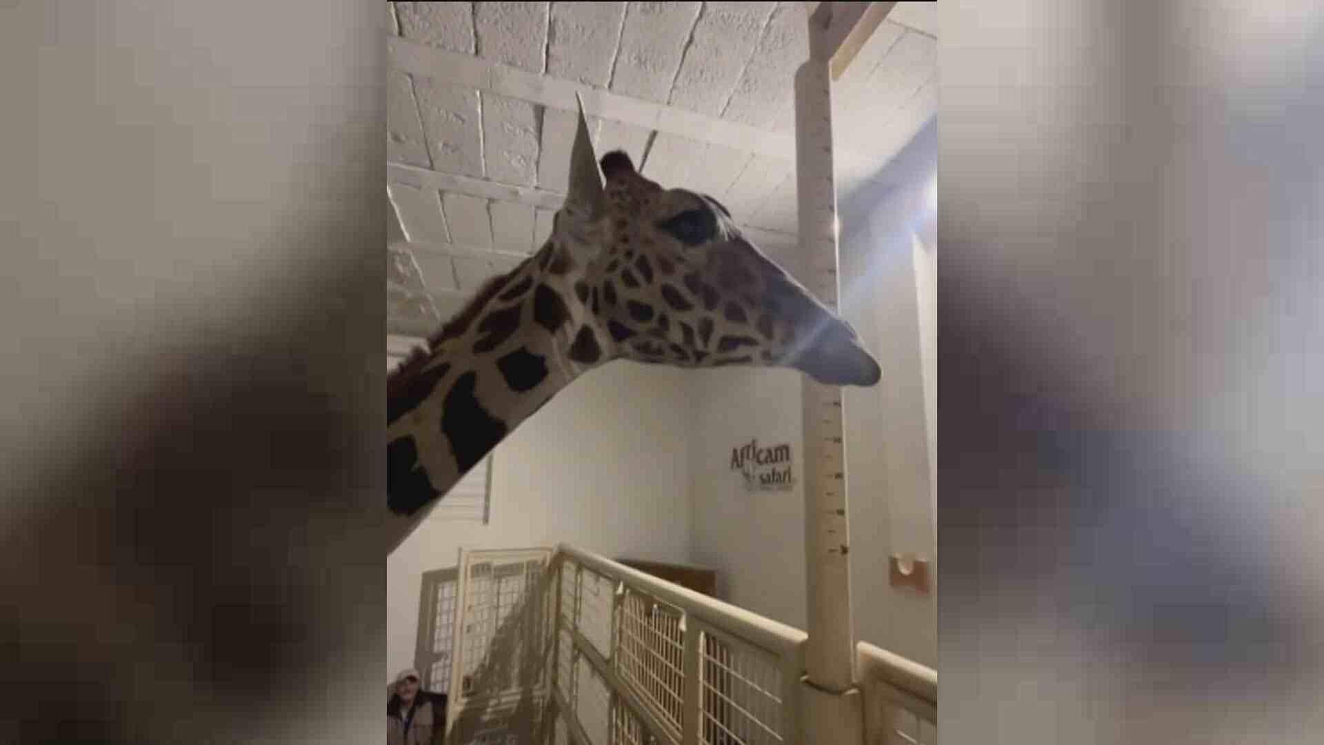 Jirafa ‘Benito’ Descansa en Habitación Especial tras Traslado a Africam Safari