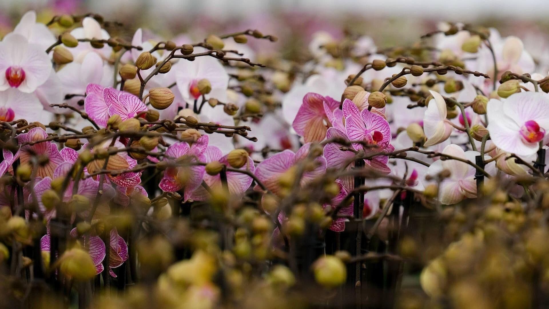 Exposicion, "Orquídeas, Vainilla Prehispánica", en el Museo Franz Mayer