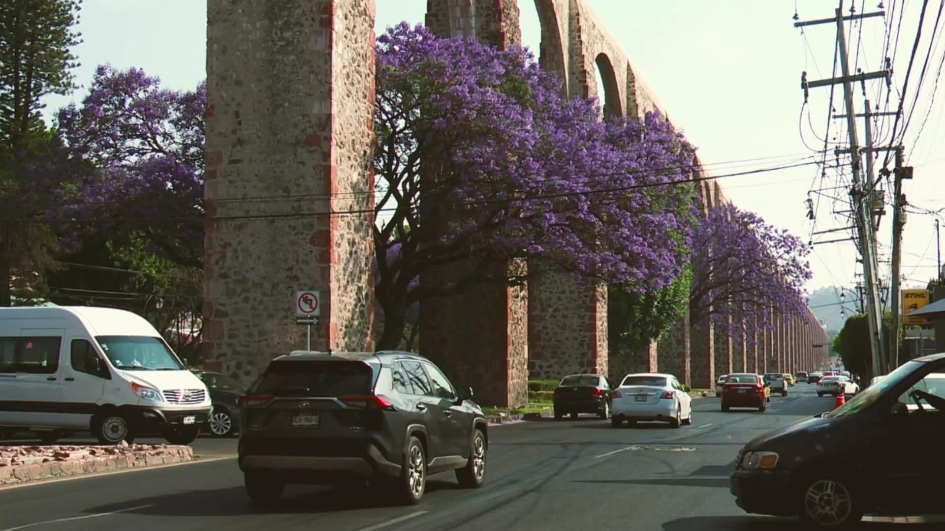 Jacarandas Pintan de Violeta Los Arcos de Querétaro, Atraen a Turistas y Fotógrafos