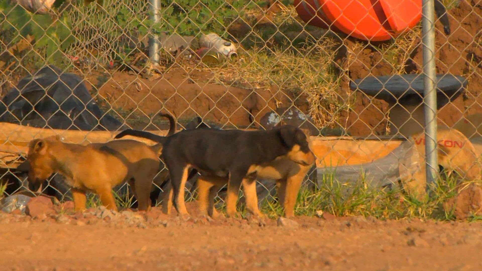 Dos Motociclistas Prefirieron Chocar Antes que Atropellar Cachorritos en Periférico Nuevo