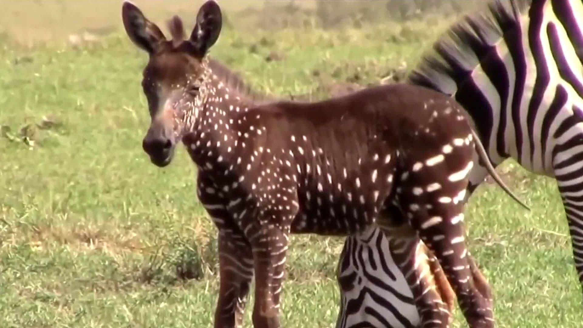 Ella es Tira, la Cebra con Pelaje Oscuro y Puntos Blancos, de Kenia