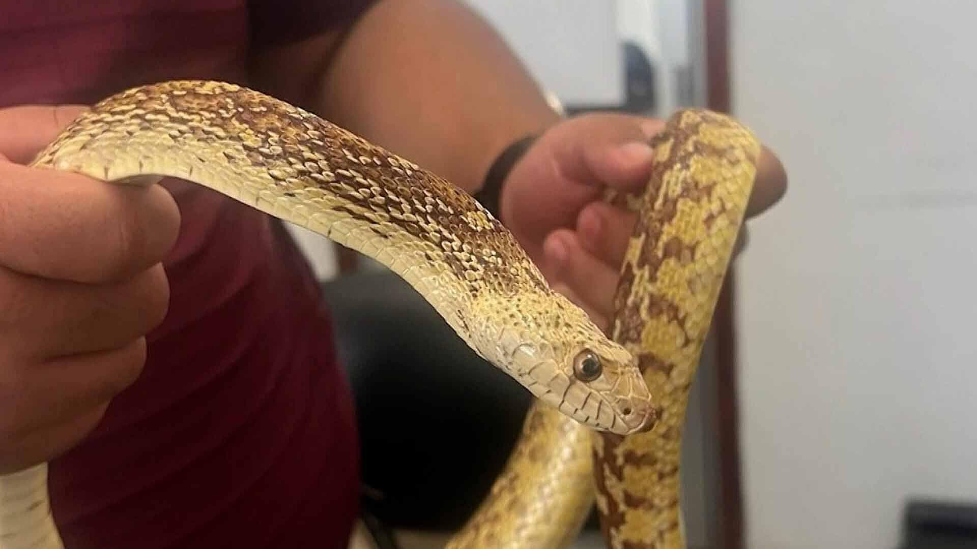 Capturan Serpiente en Plaza de la Tecnología en Gómez Palacio