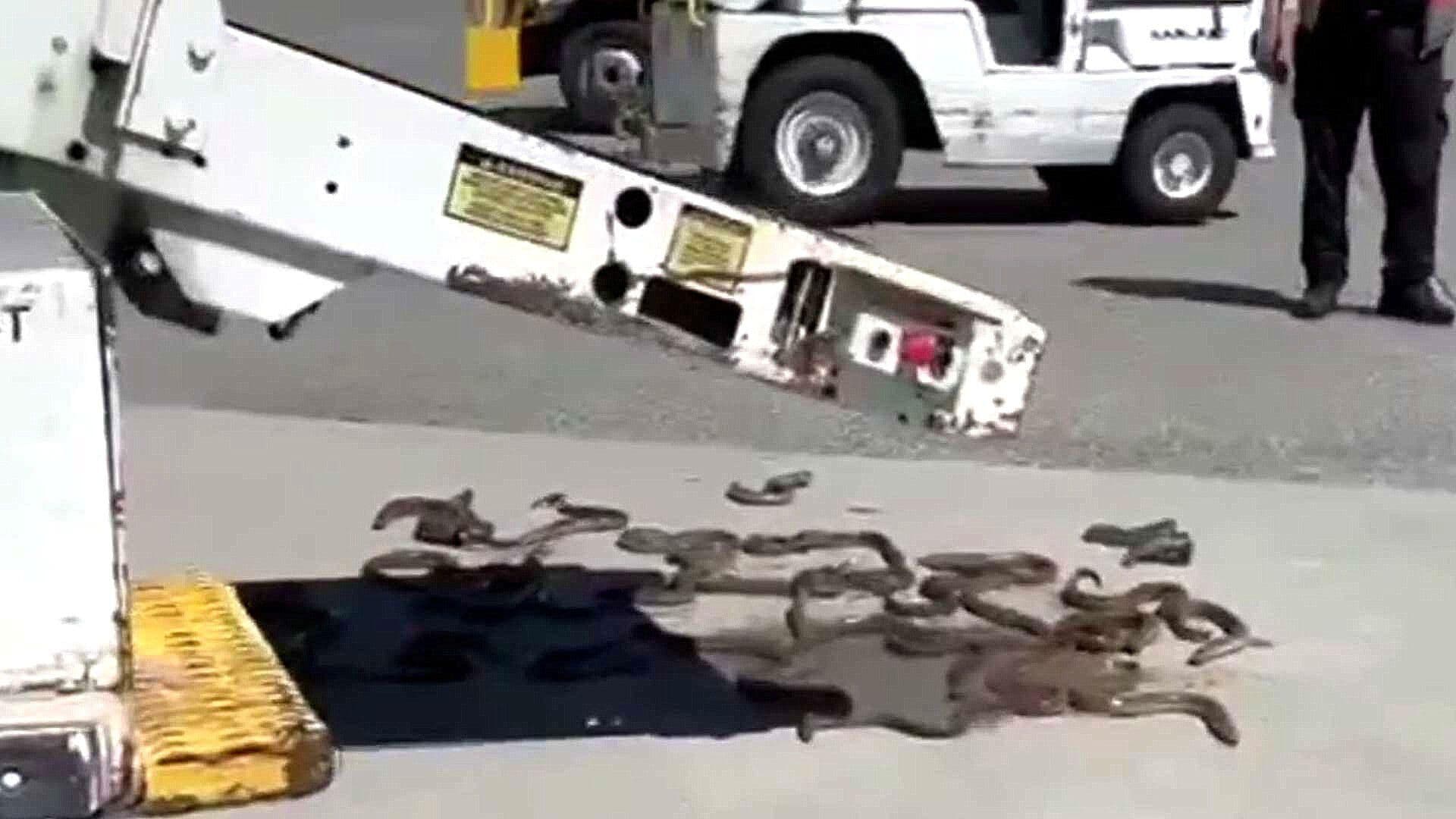 Se Abre Caja con ¿Anguilas?, en Aeropuerto de Vancouver, Canadá