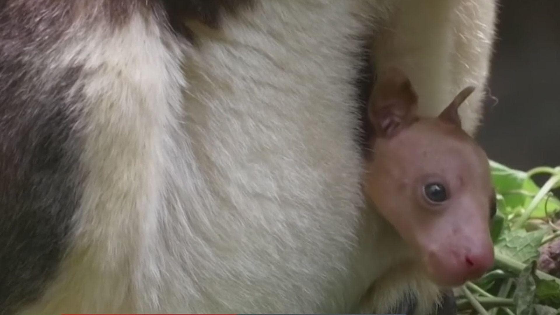 Tierno Cangurito del  Zoológico del Bronx Sale por Primera Vez de la Bolsa de su Madre
