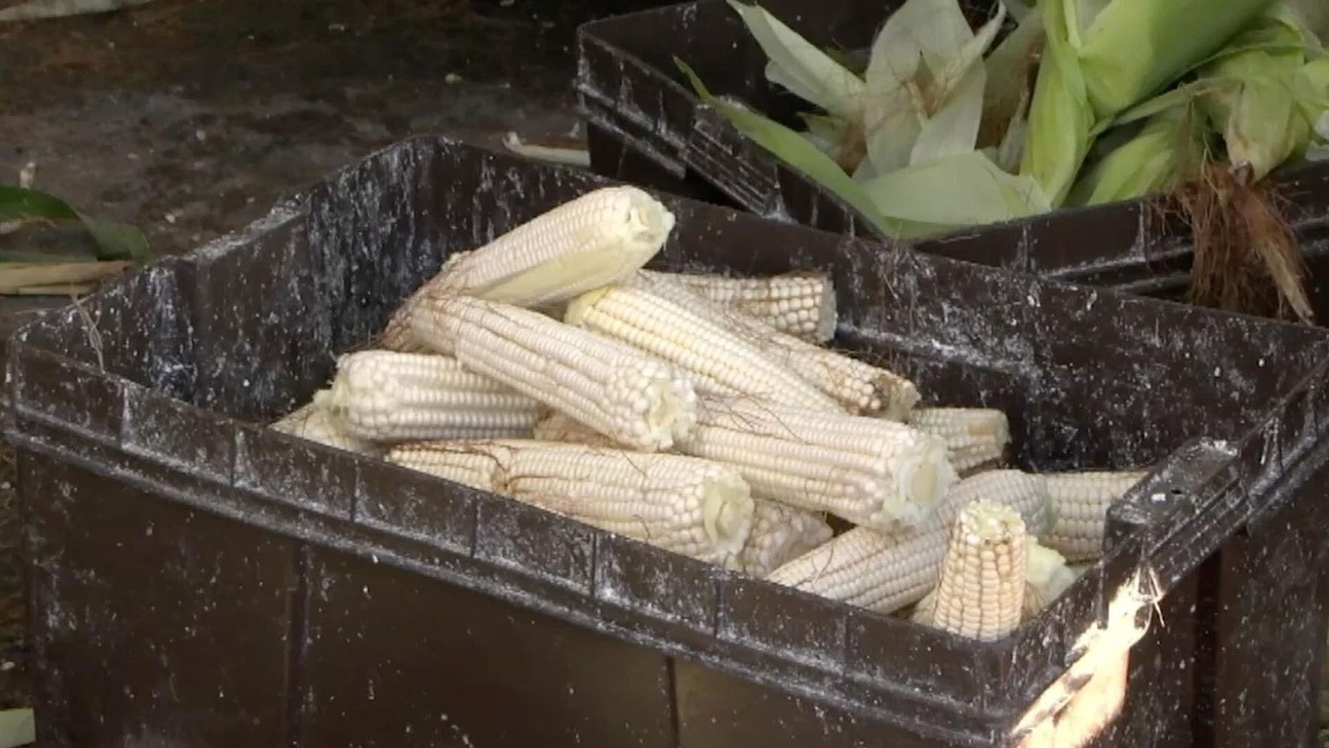 Elotes de Camargo: Del Campo al Mercado en Chihuahua