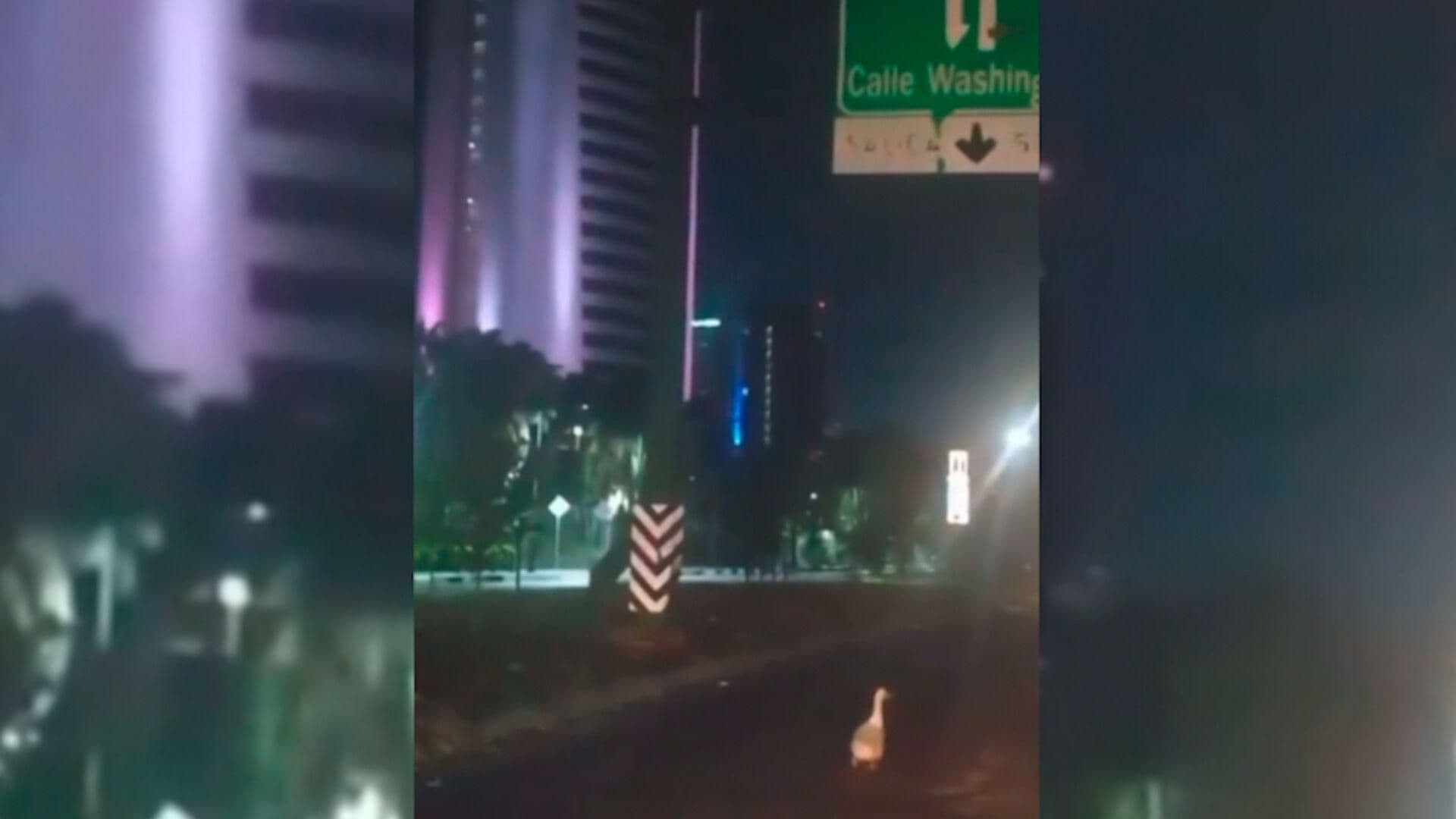 Rescatan a Pato que Deambulaba por Paseo Santa Lucía