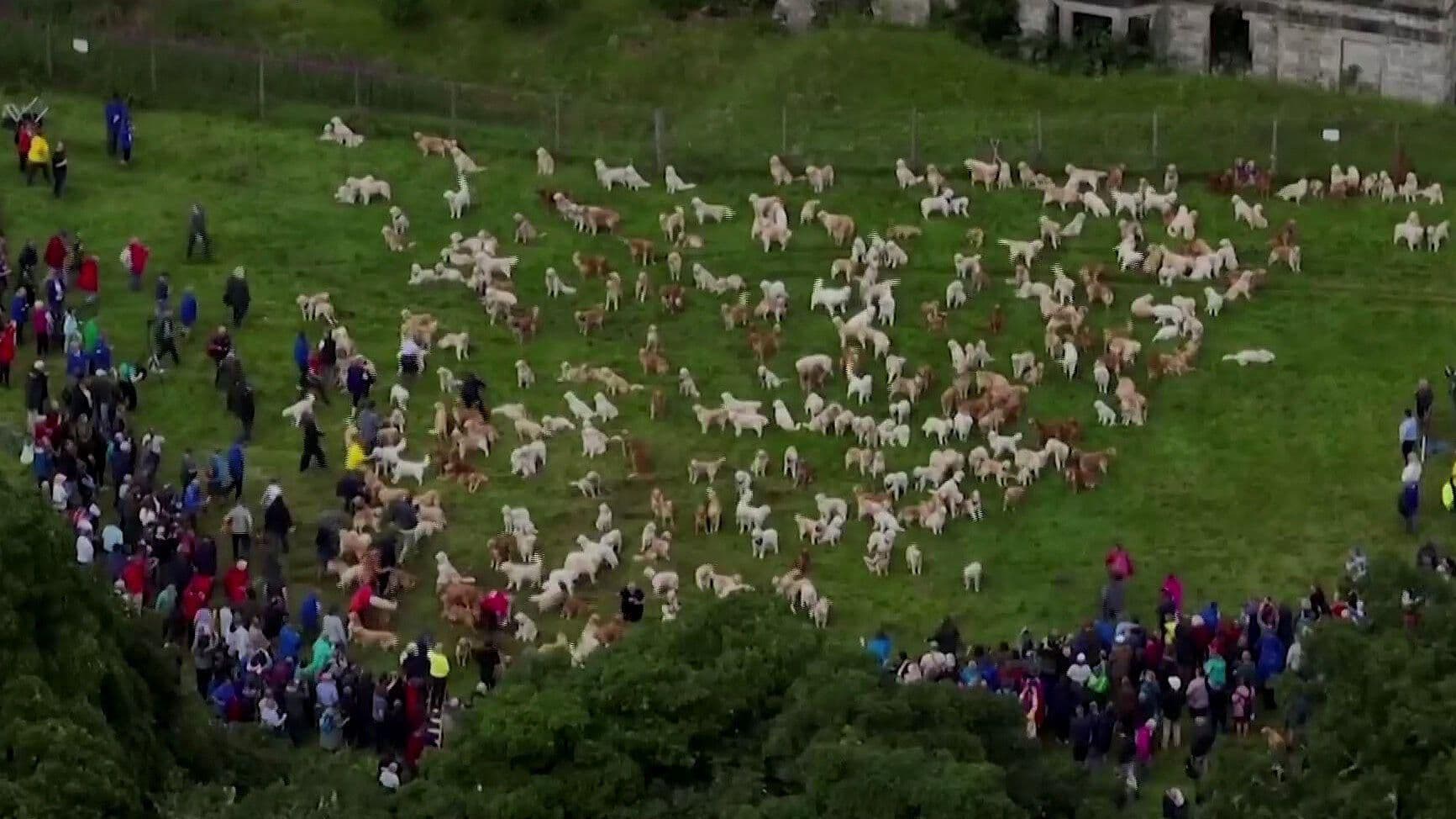 Cientos de Perritos Golden se Reúnen en Escocia