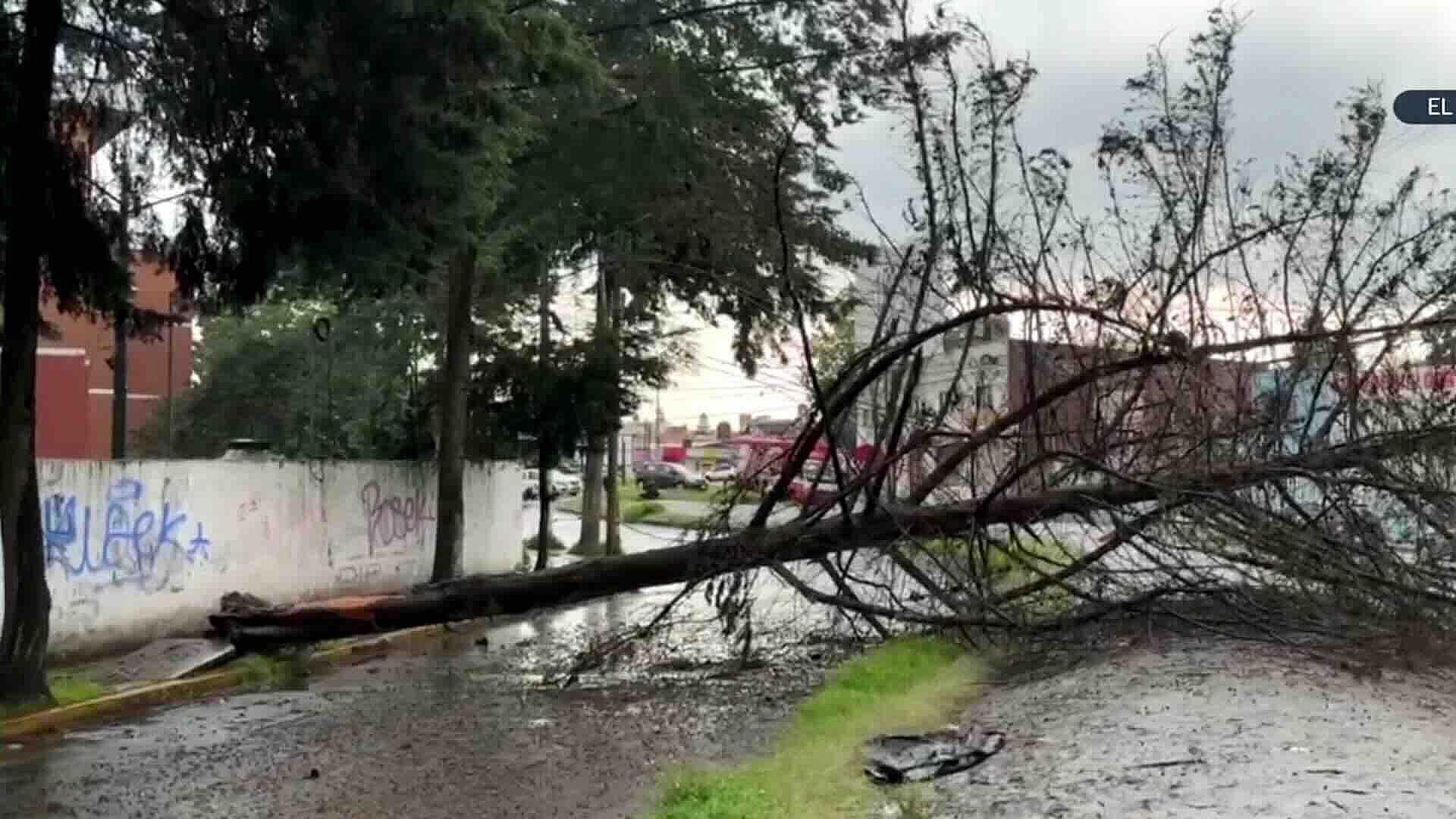 Lluvia Derribó Árbol de 20 Metros y Provocó Encharcamientos en Valle de Toluca, Edomex