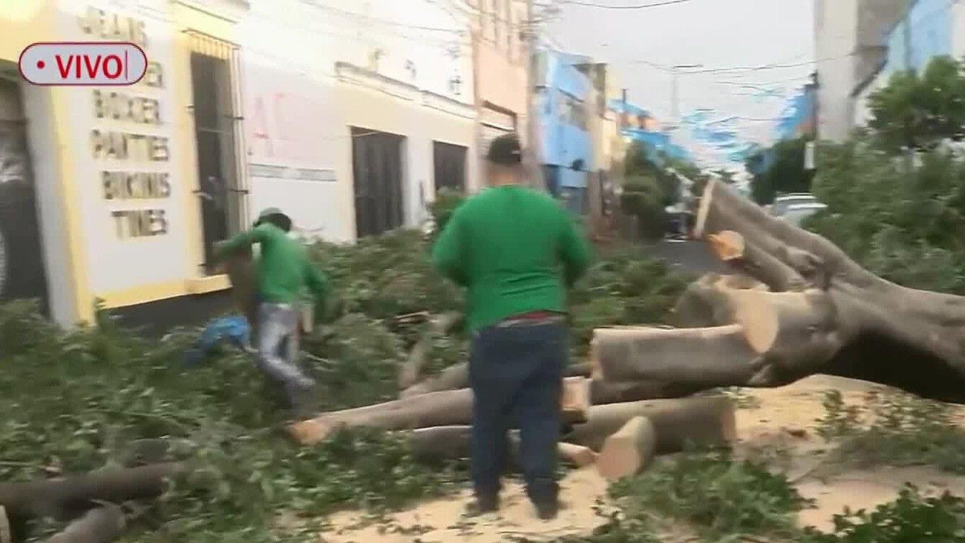 Árbol Cae por Lluvia en Guadalajara y Se Lleva los Cables de Electricidad en la Colonia Reforma