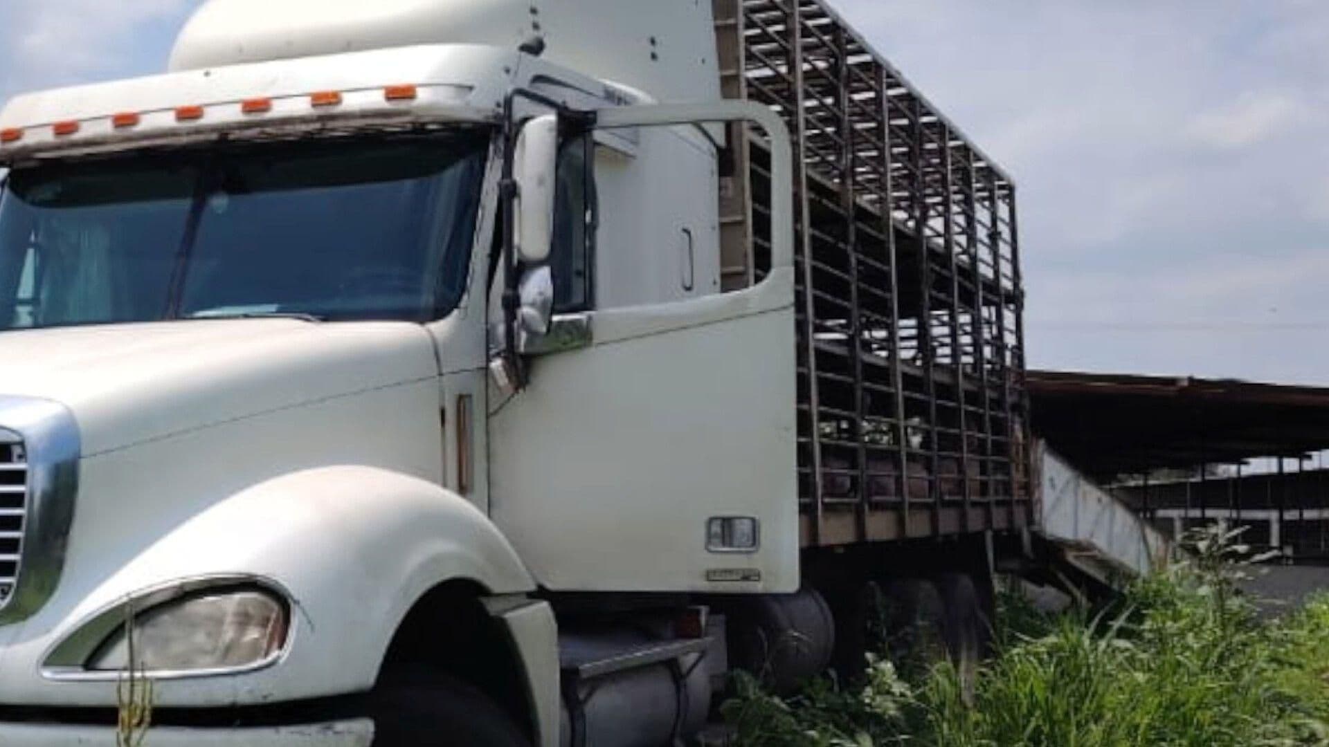 Recuperan a 140 Cerdos y un Tráiler Robados en Abasolo, Guanajuato