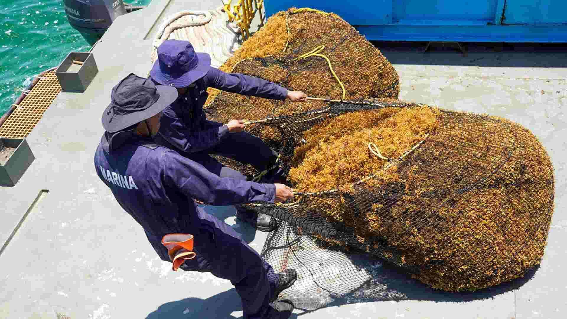 Toneladas de Sargazo se Acercan al Caribe en Quintana Roo