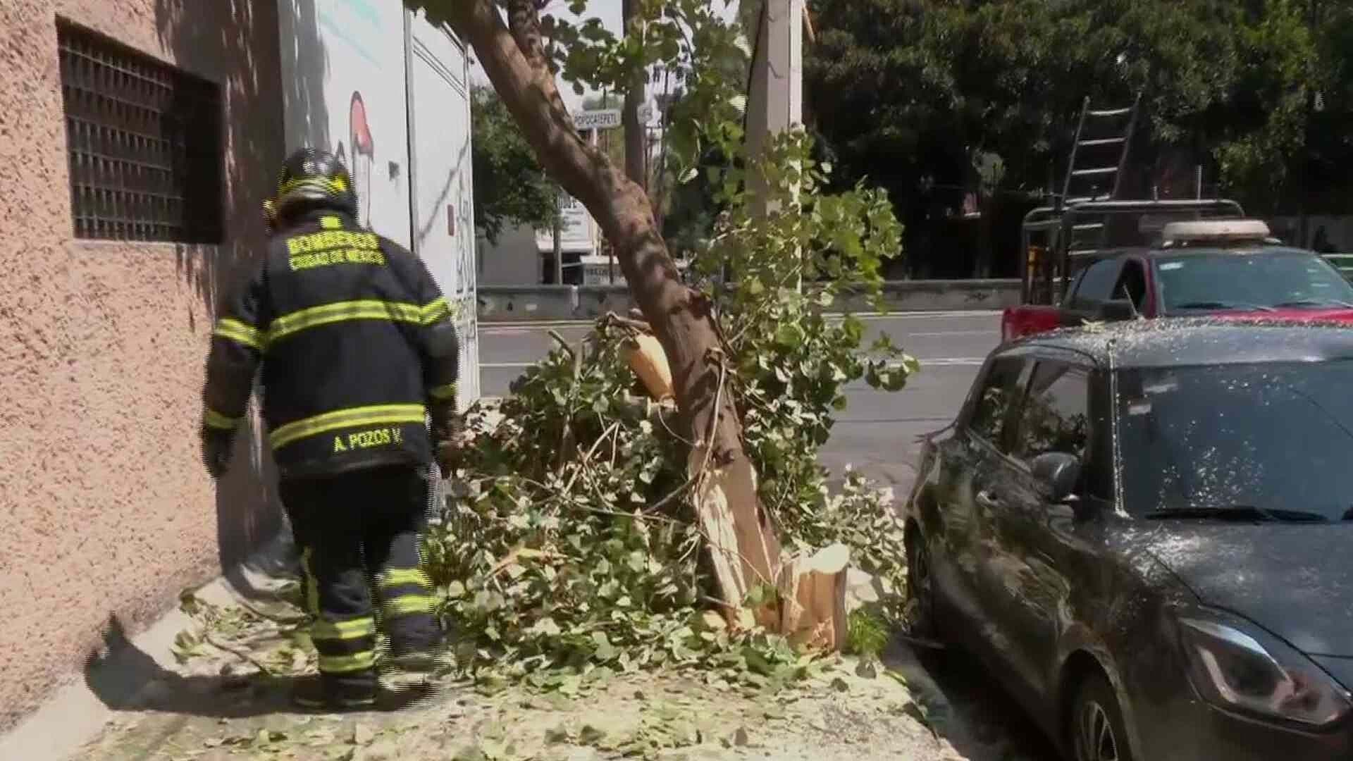 Bomberos Seccionan Árbol en la Colonia Portales Sur, Alcaldía Benito Juárez, CDMX