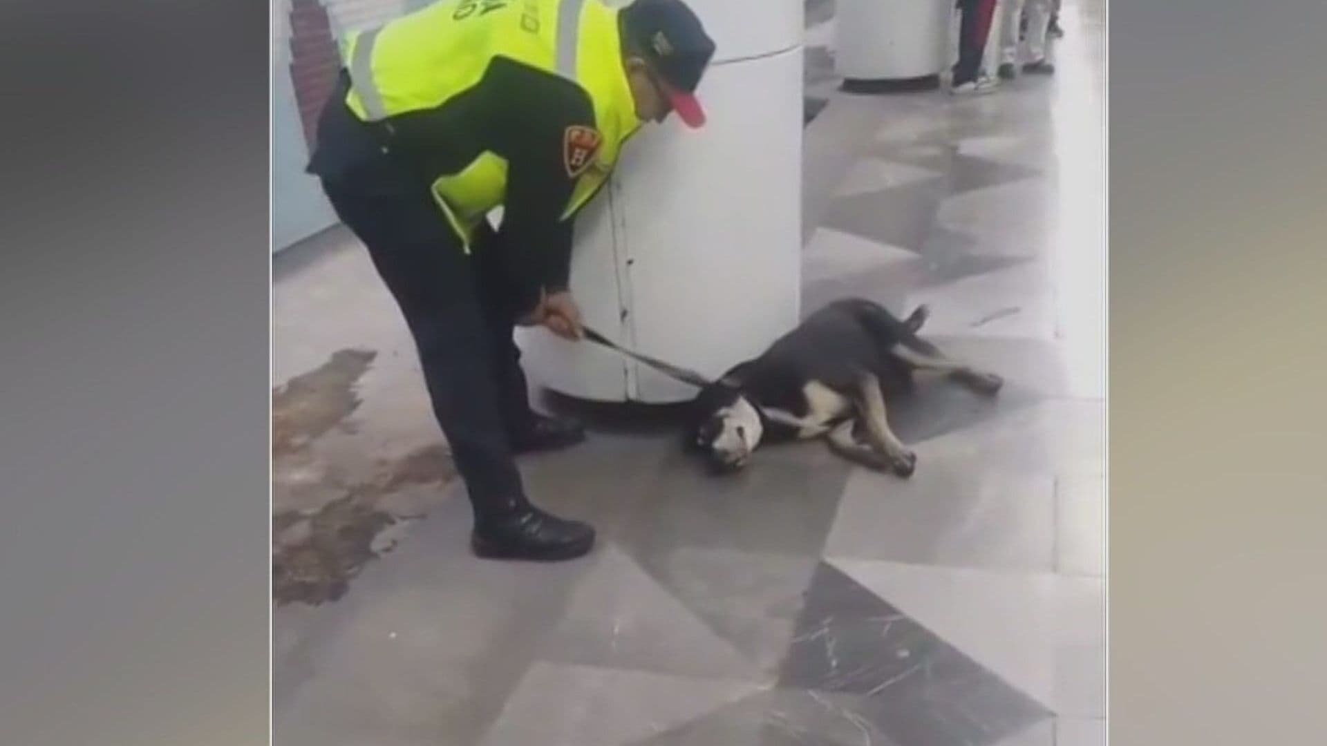 Rescatan a Perro en la Línea 8 del Metro CDMX y Será Puesto en Adopción