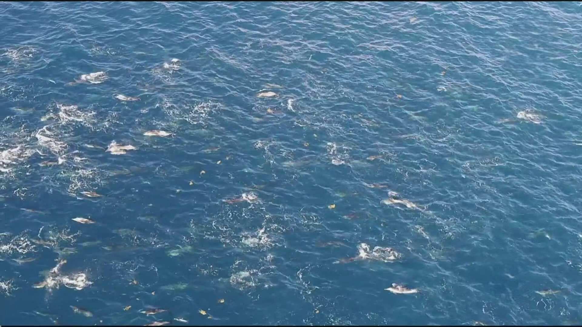 Gobierno Federal Revisa Viabilidad del Proyecto Saguaro Energy; Sonora Minimiza Impacto Ambienta