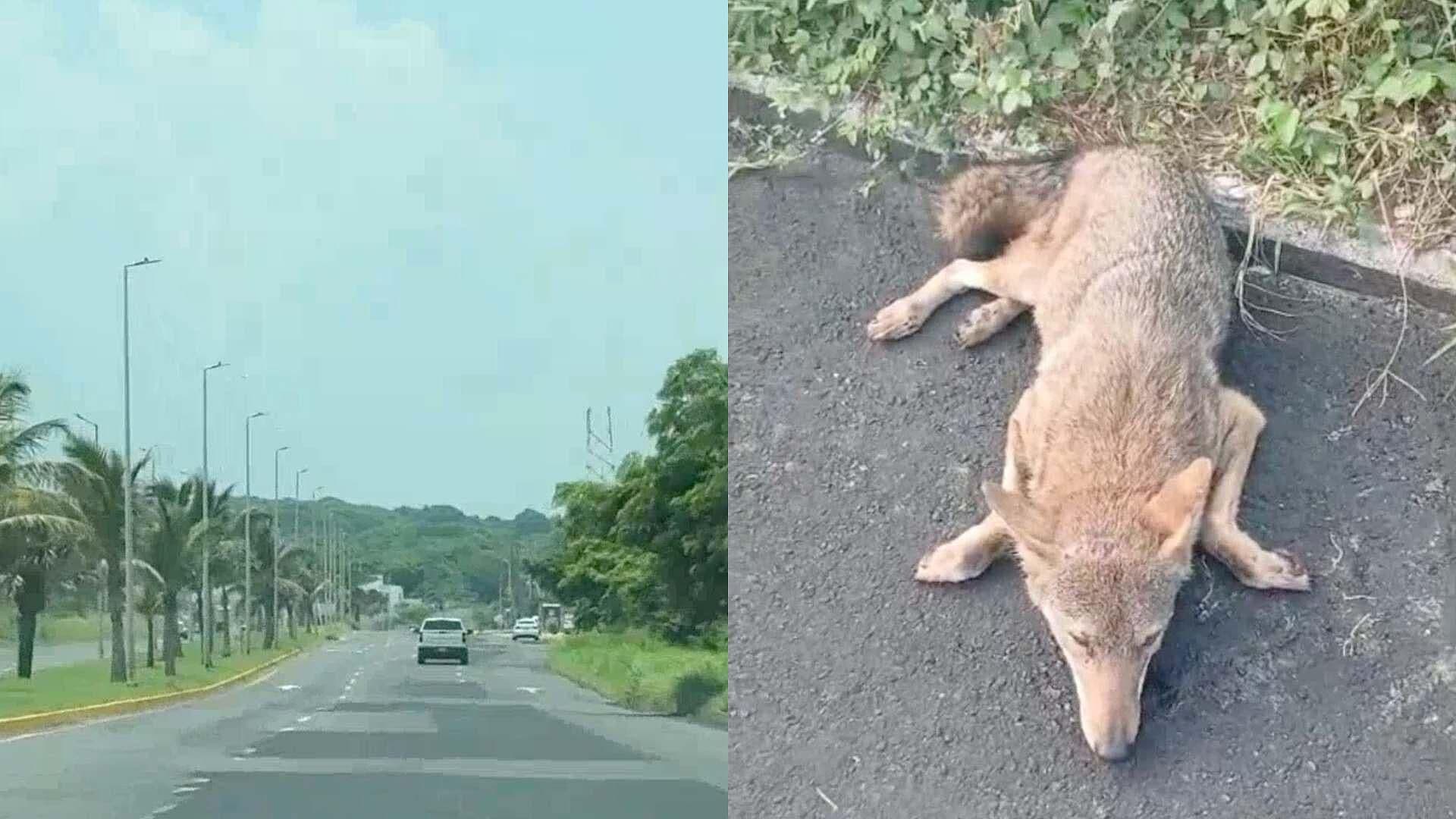 Coyote es Arrollado en Bulevar de la Riviera Veracruzana en Alvarado
