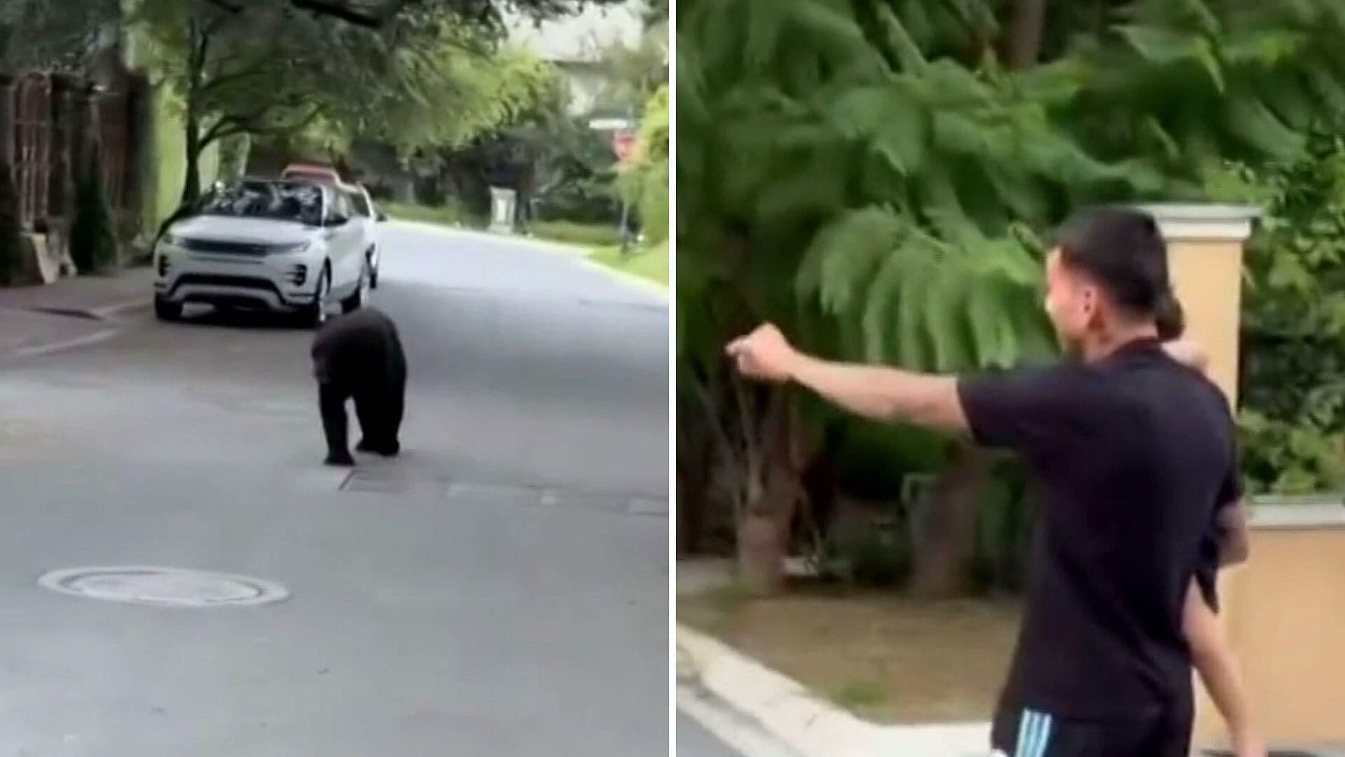 Ángel Correa, Jugador de Tigres, Se Encontró con un Oso Durante Paseo Familiar: Así fue el Momento