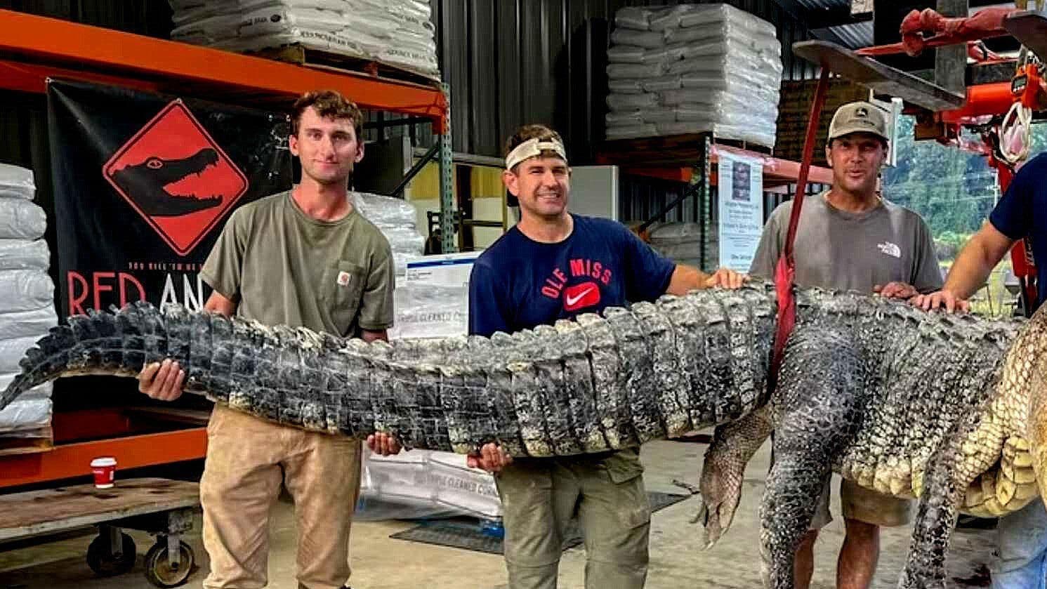 Capturan Enorme Caimán en Mississippi, EUA