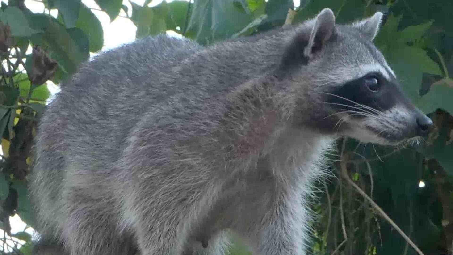 Reportan Presencia de Mapaches en Parada de Autobuses de Fraccionamiento Las Vegas en Veracruz