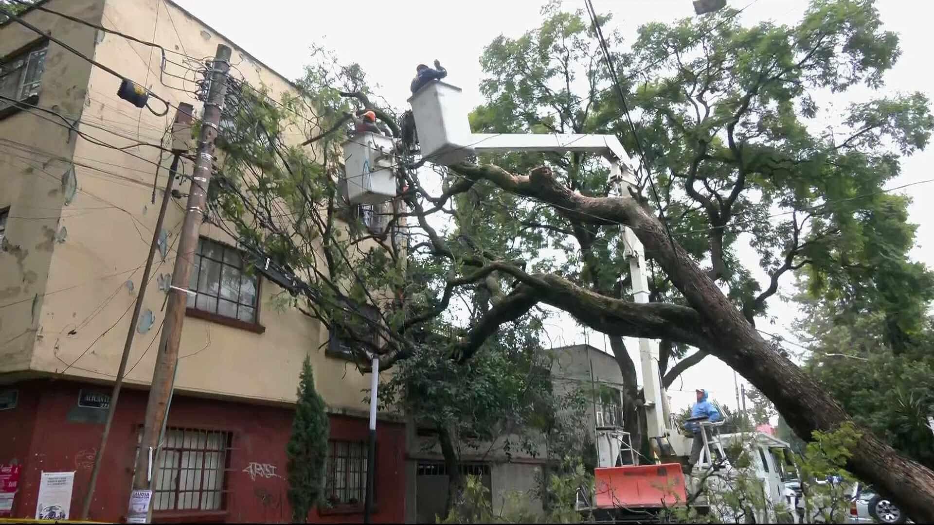 Árbol Cae y Queda Recargado en Vivienda de la Colonia Postal, CDMX