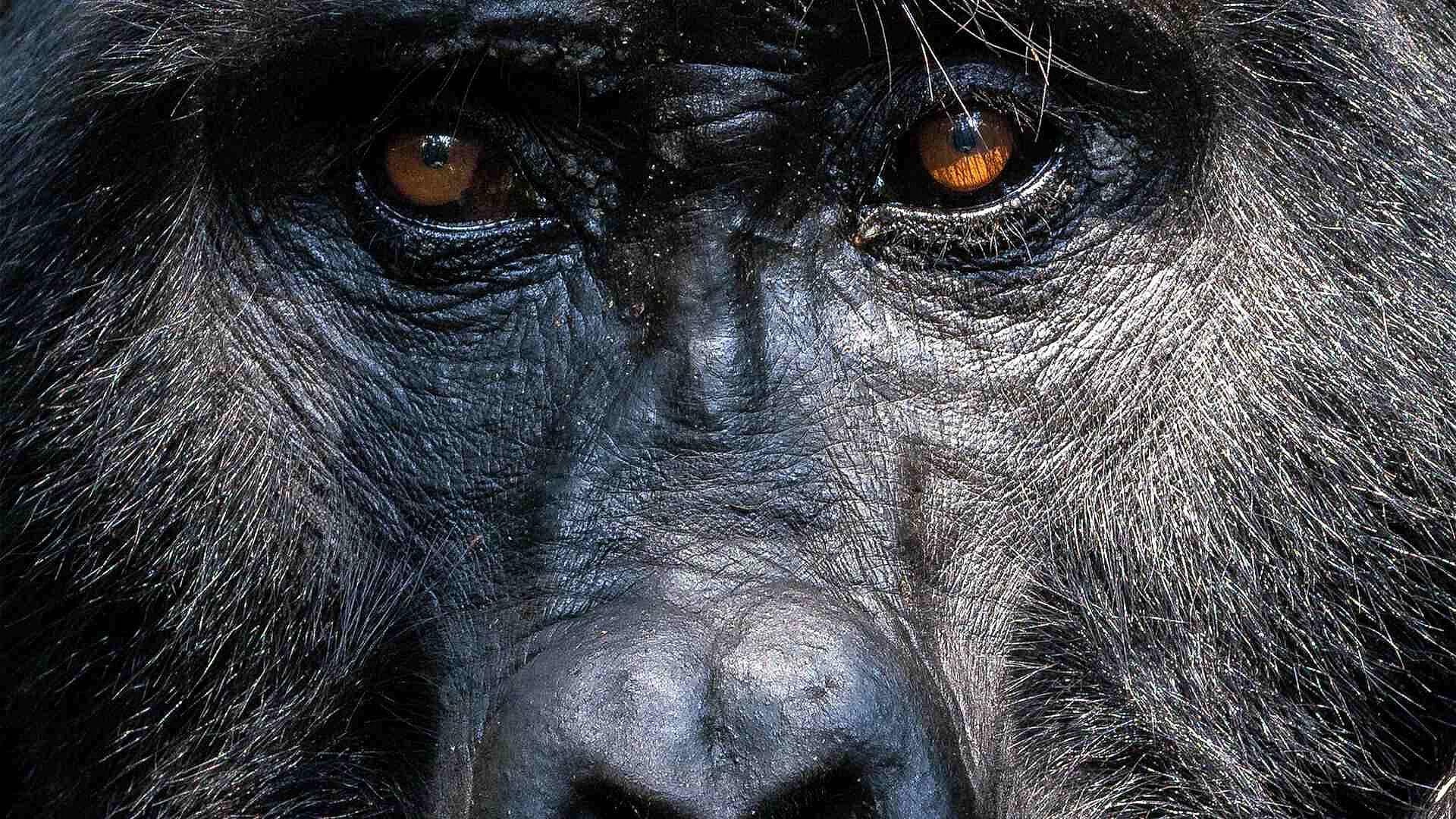 Uganda, Sombras en el Bosque