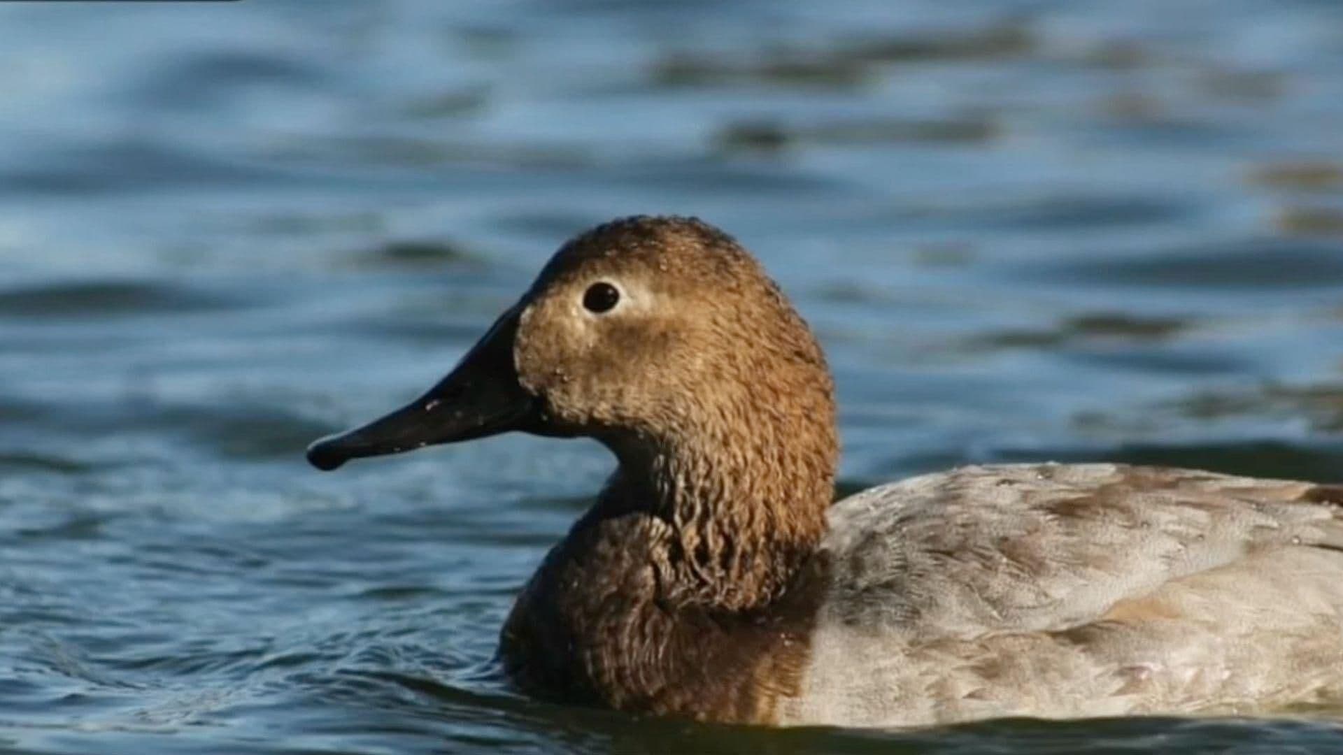 Llegan Aves Migratorias a Parque Central de Ciudad Juárez