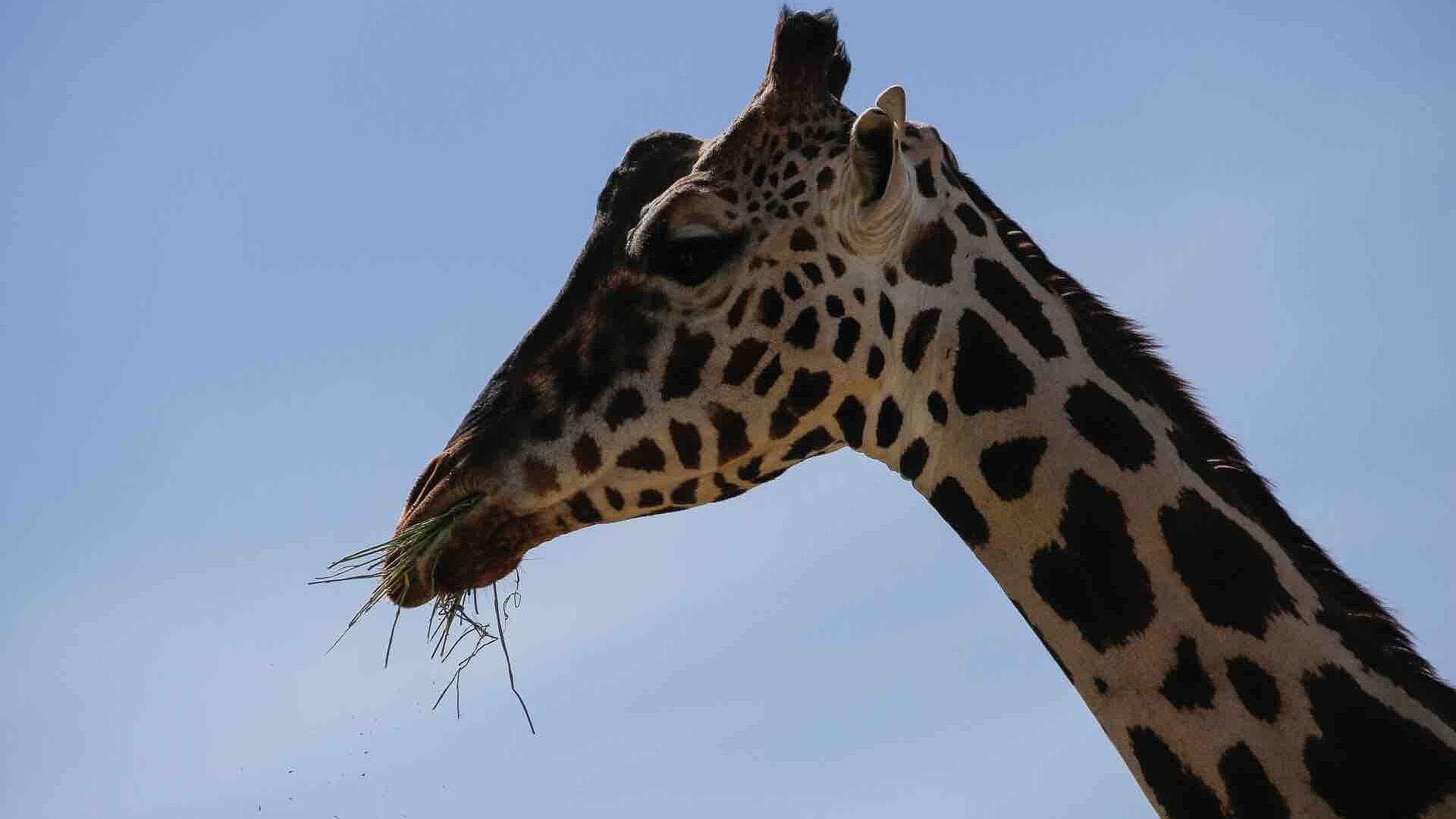 ¡Emotivo Momento! "Benito" se Integra a la Manada de Jirafas en Africam Safari