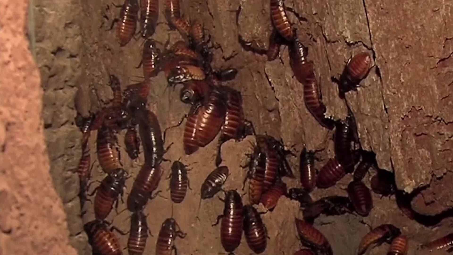 Pagan por Poner Nombre del Ex a Cucarachas en Zoológico del Bronx